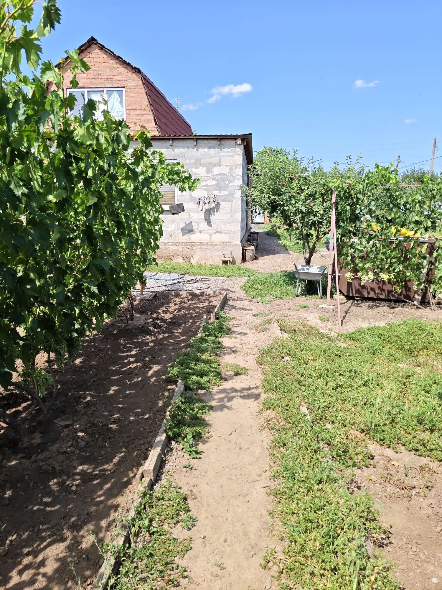 The image depicts a sunny day in Nizhnedonskoy, Russia, with a view of a residential backyard. In the foreground, a dirt path winds through a garden area. To the left, a lush green vine with developing grapes hangs over a cultivated plot of soil. Adjacent to this, a small brick building with a white tarp hanging outside is visible. Further back, a red-brick house with a brown roof stands under a clear blue sky with scattered white clouds. To the right, a metal wheelbarrow is positioned near some greenery, and a large, dark-colored metal container is partially obscured by a trellis covered with more green vines, some bearing yellow flowers. The overall impression is one of a rural or semi-rural setting, likely a private home.