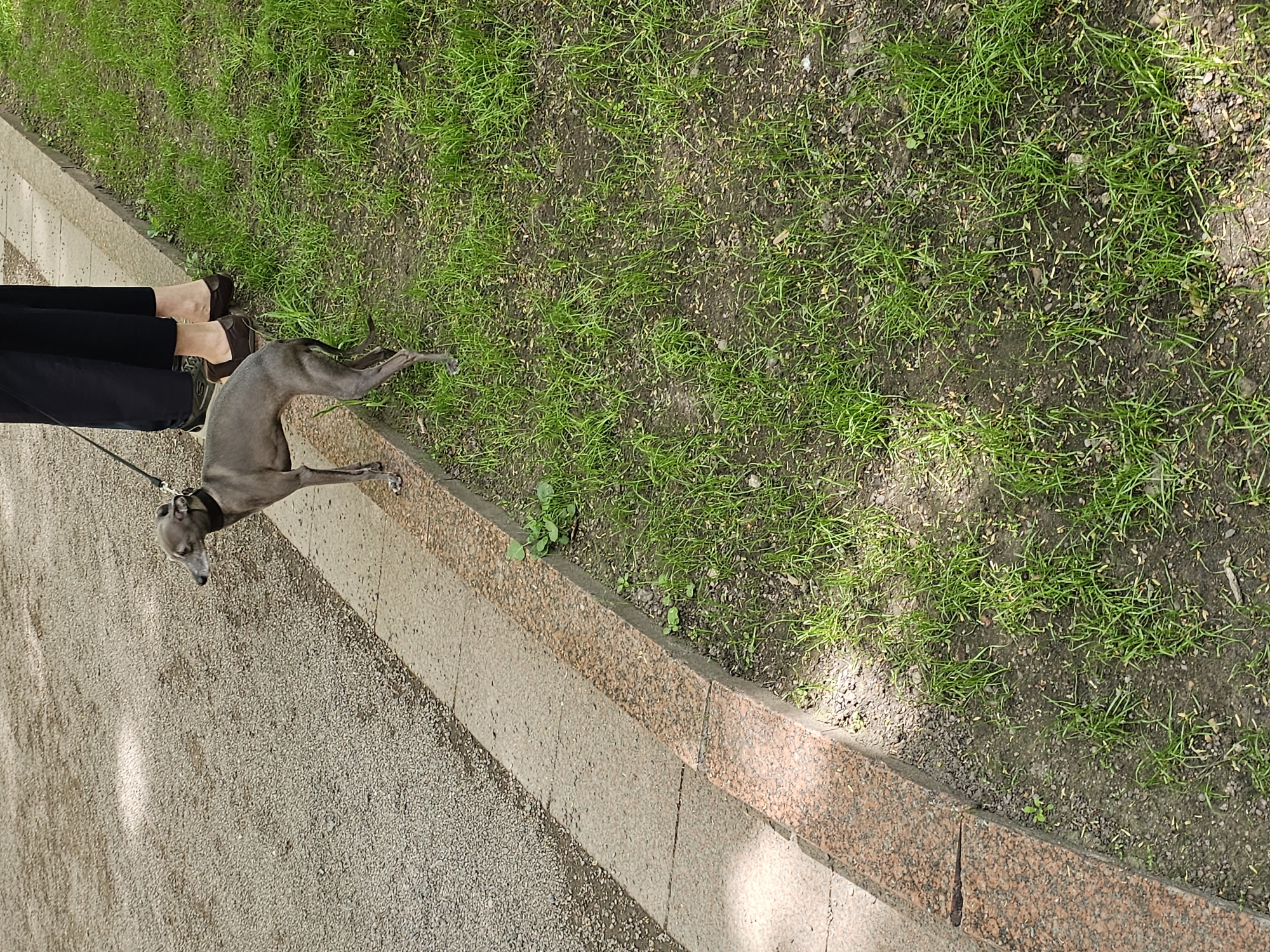 A gray Italian Greyhound lies on its side, restrained by a black leash held by a person whose legs and feet, clad in black pants and brown shoes, are visible. The dog lies at the edge of a concrete and granite curb that separates a gravel path from a patch of grass. The scene is situated within the urban environment of Moscow, Russia. The image suggests a moment of rest or reluctance on the part of the dog during a walk along a city path.