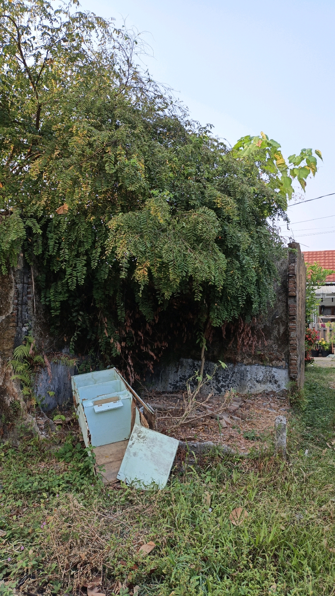 This image depicts an outdoor scene at what appears to be a neglected property in Cikal, Indonesia. In the foreground, a dilapidated light blue wooden structure, possibly part of a cabinet or drawer, lies discarded amidst overgrown grass and dry foliage. The structure is broken and appears to be composed of multiple stacked compartments. Behind the debris, a weathered brick wall is visible, partially covered by dense green foliage from a large tree that dominates the upper portion of the frame. The tree's branches and leaves extend over the wall and into the sky. The background shows more of the brick wall, and to the right, a small portion of a building with an orange tiled roof and some potted plants is discernible. The ground is uneven and covered with a mix of green grass, dry leaves, and scattered debris. The overall impression is one of disuse and overgrowth. There are no people visible in the image.