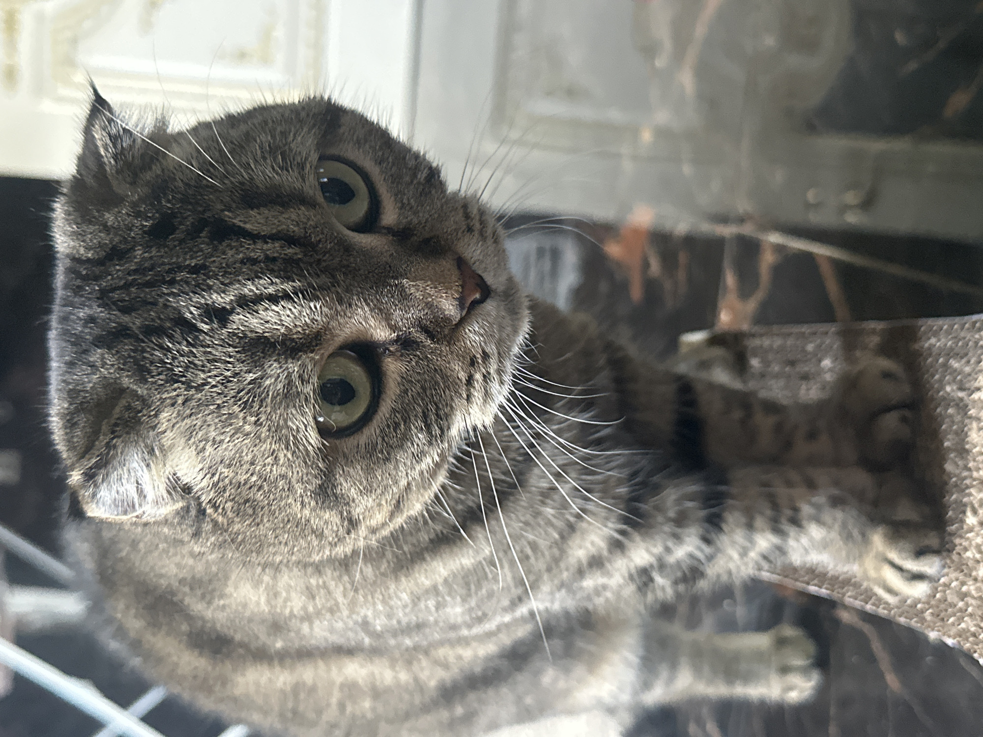 A close-up, eye-level shot shows a tabby cat with folded ears standing on a textured surface. The cat's face is in sharp focus, with its green eyes looking slightly downwards. Its fur is a mix of grey and black stripes, and its whiskers are prominent and white. The background is blurred, with hints of furniture and possibly a window. There is no indication of the location within the city of Virki, Russia, or any human presence.
