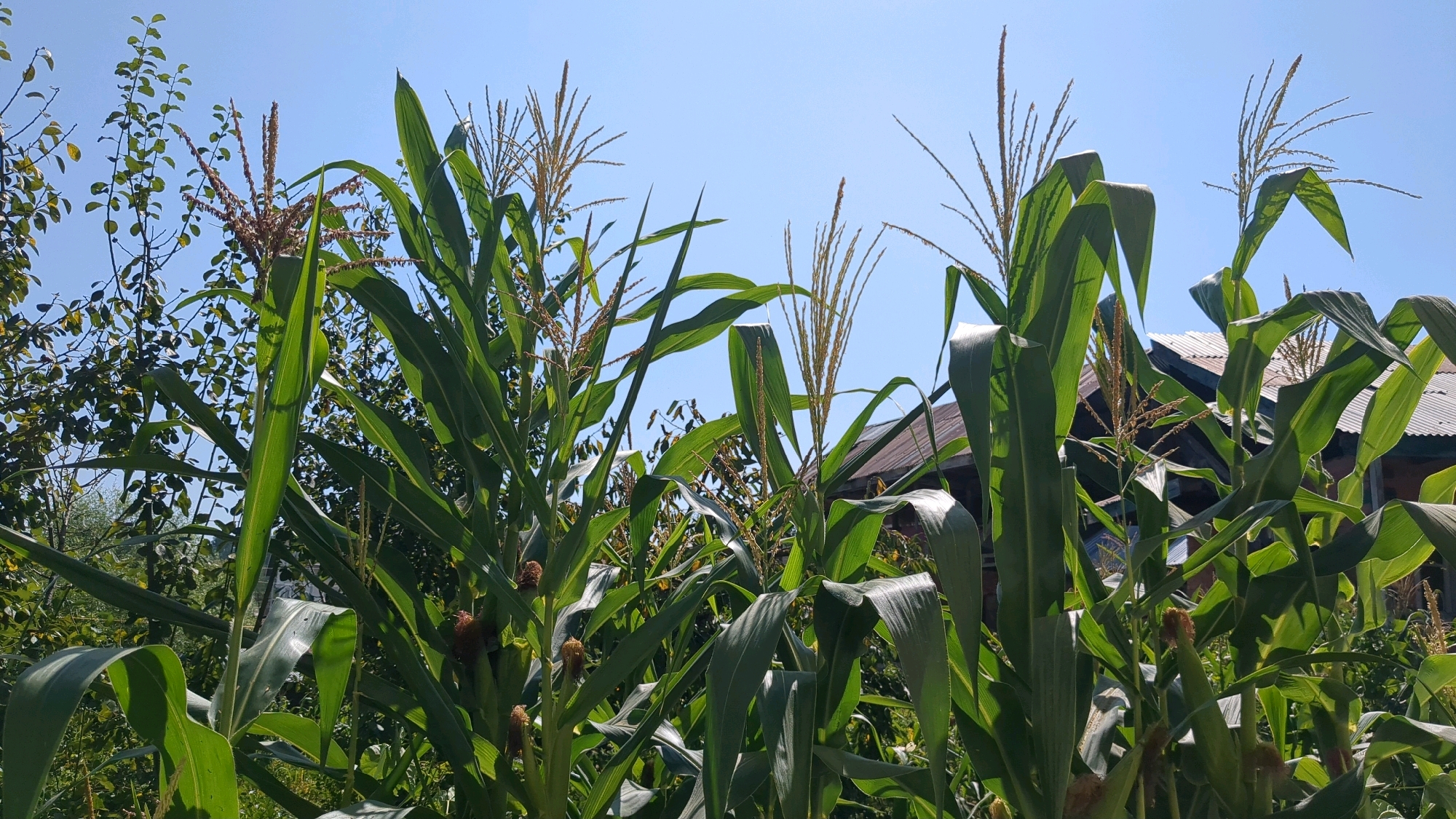 A low-angle, full shot captures a field of lush green corn stalks under a clear, bright blue sky. The corn plants are tall and mature, with long, broad leaves and tassels at their tops. Some stalks show developing ears of corn. Behind the corn, a rustic house with a corrugated metal roof is partially visible, hinting at a rural or semi-rural setting. To the left, a dense cluster of leafy green trees adds depth to the scene. The overall impression is one of a healthy crop in a sunny environment, likely in the village of Bichewari, India.