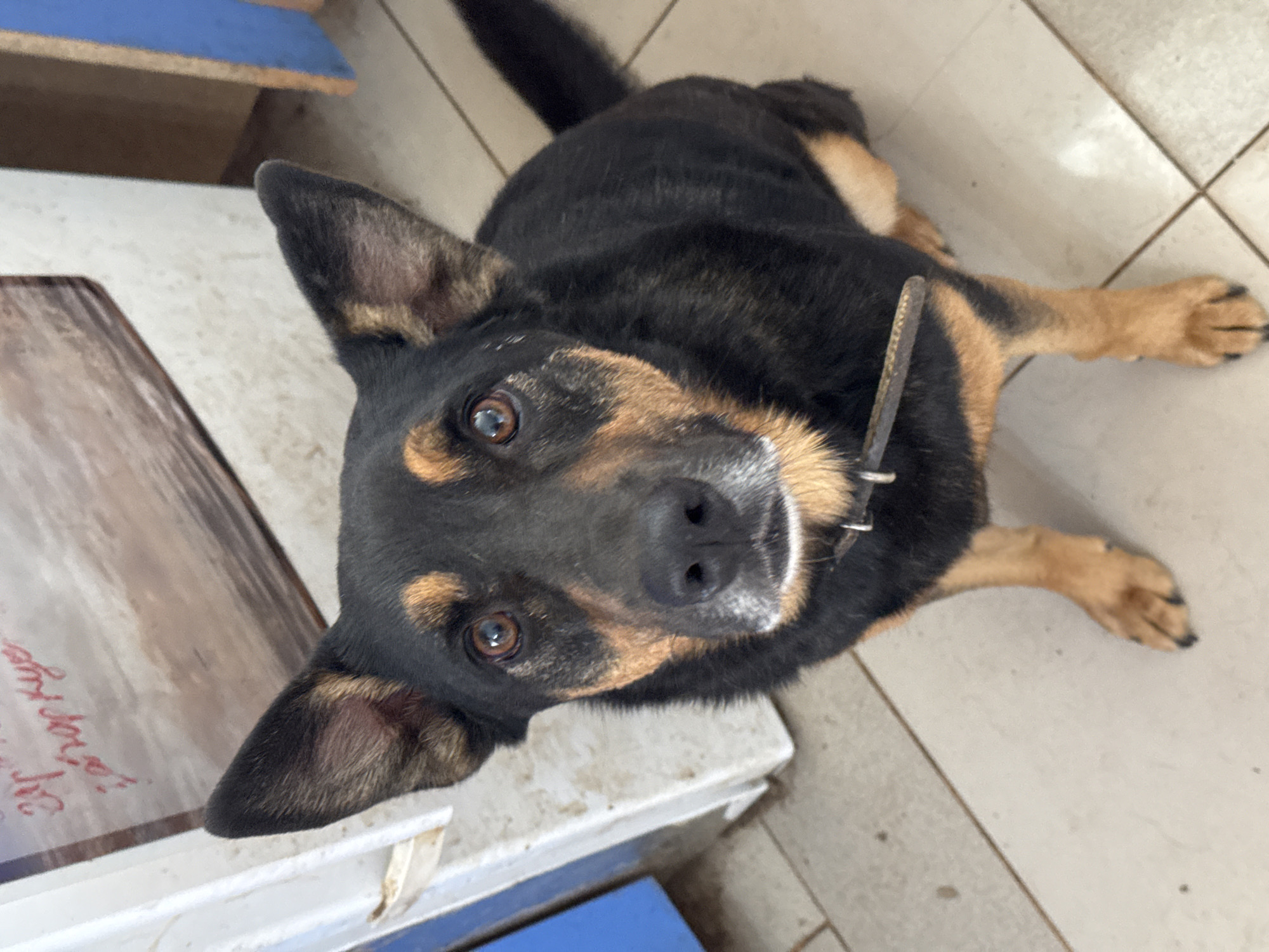 A medium-sized dog with black and tan fur sits on a tiled floor in what appears to be an indoor setting. The dog is looking directly at the camera with its ears perked up. Behind the dog, there is a white object, possibly a refrigerator, with some writing in red on its surface. To the right of the dog, a blue and brown partition is visible, and further in the background, a wooden surface is present. The lighting suggests it is daytime. There are no people or specific landmarks in Rusalevka, Russia, clearly identifiable in this image.