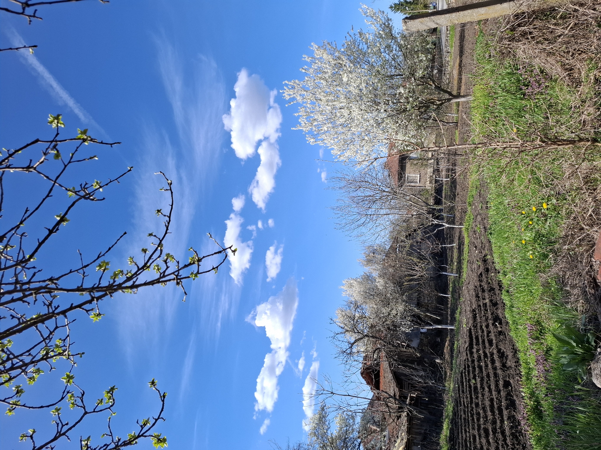 The image shows an outdoor scene in Gramada, Bulgaria. The foreground features a view of plowed soil. Green grass and vegetation are present along the edges of the plot. Trees, some in full bloom with white flowers, line the field. Buildings with red tiled roofs are visible through the trees. The background showcases a bright blue sky with scattered white clouds. A tree branch with small green leaves is visible in the lower left corner of the image.
