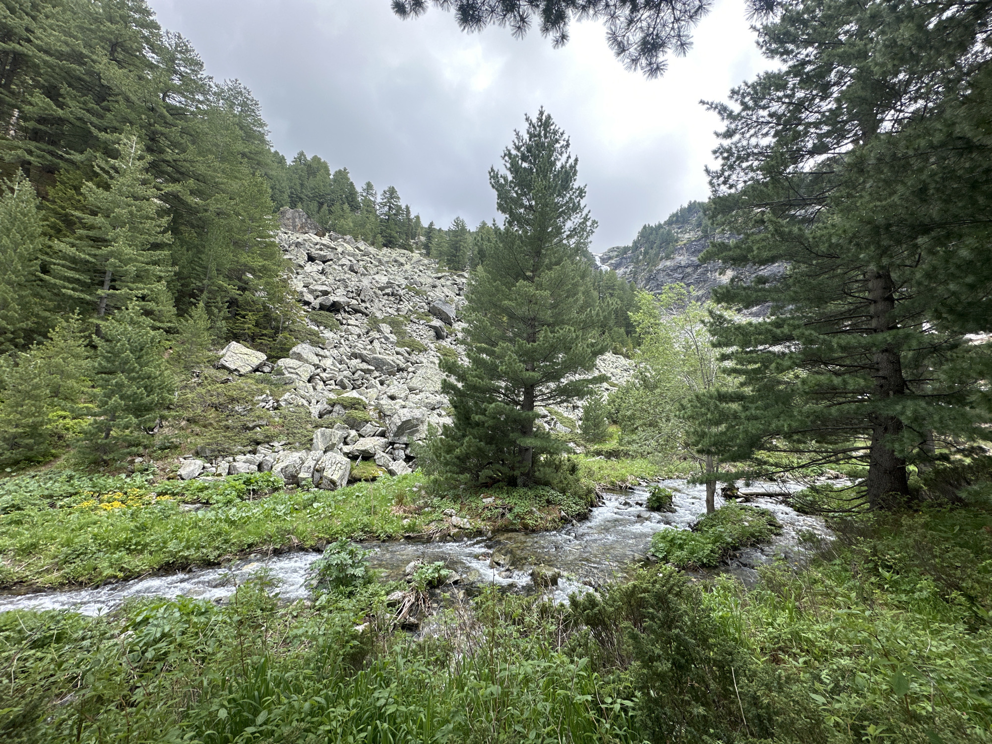 The image depicts a serene mountain landscape with a clear stream flowing through a verdant valley. The stream is bordered by lush green vegetation, including grasses, ferns, and some yellow wildflowers. In the background, a steep, rocky slope is covered with large boulders and scattered pine trees. The sky is overcast with gray clouds. The scene is likely a natural setting within the mountains near Klisura, Bulgaria, characterized by its rugged terrain and abundant greenery. There are no people or man-made structures visible in the image, suggesting a remote and untouched natural environment.