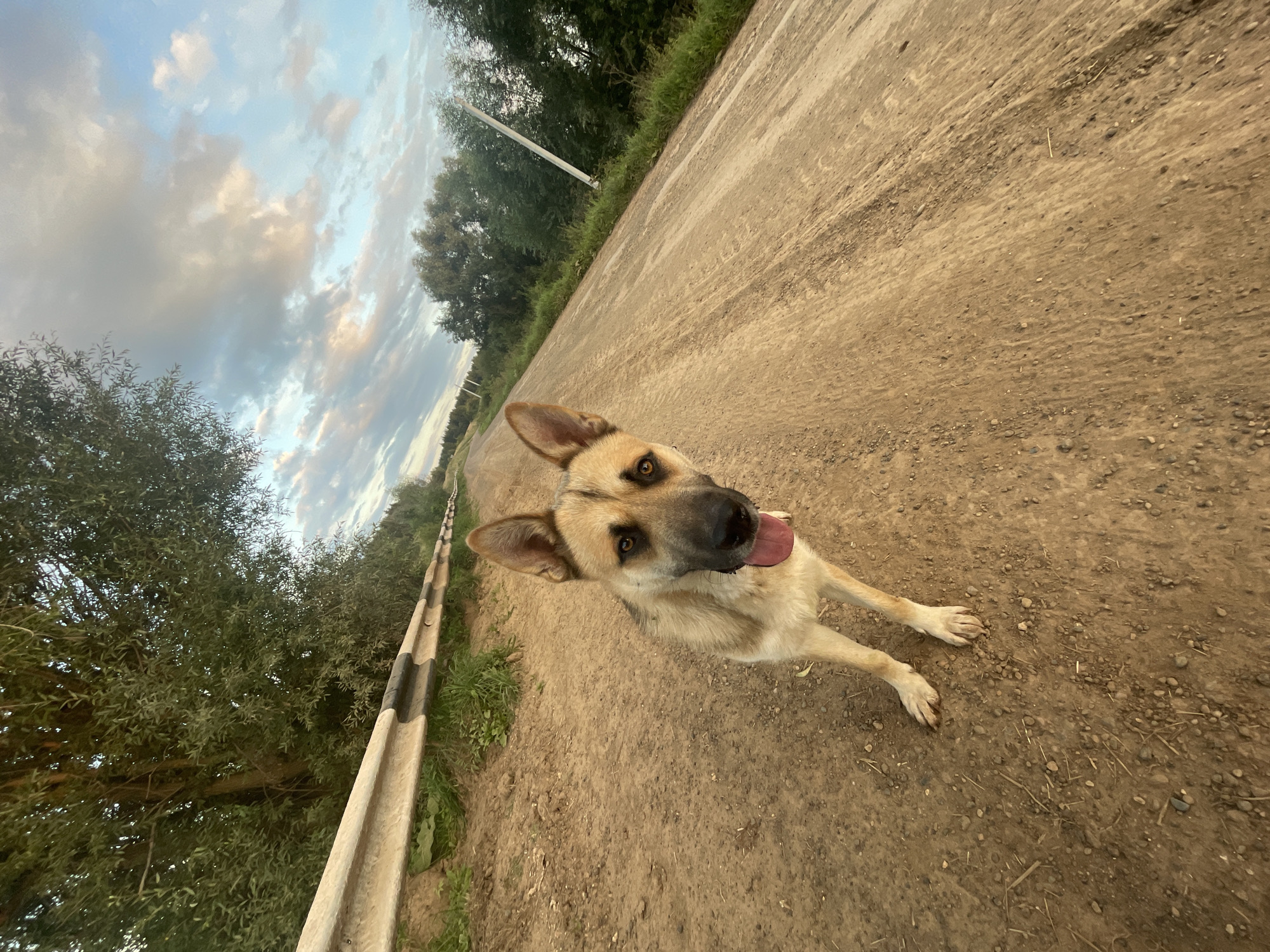 A German Shepherd-type dog stands on a dirt road, looking directly at the camera. The dog has tan and black fur, with its tongue hanging out. The road stretches into the distance, bordered by trees and a guardrail. The sky above is cloudy, with patches of blue visible. The scene appears to be located in the countryside, possibly near the village of Panteleevka, Russia, given the appearance of the vegetation and the road.