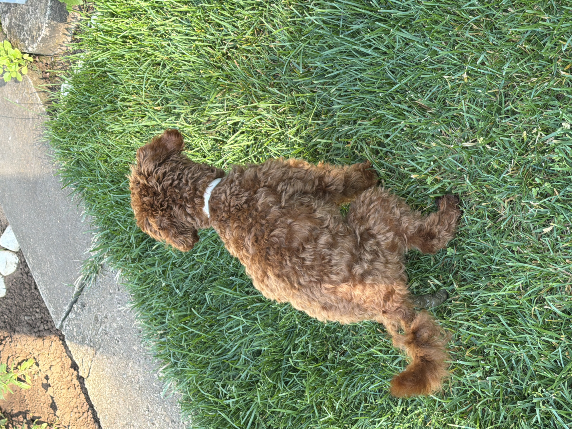A brown, curly-haired dog is in a crouched position on a grassy area. The dog is facing away from the camera, looking to the right. It is wearing a white collar. The grass is green and appears to be recently mowed. In the background, there is a concrete pathway and some dirt with small plants. There is also a pile of dog feces on the grass near the dog's tail. The scene appears to be a residential yard.