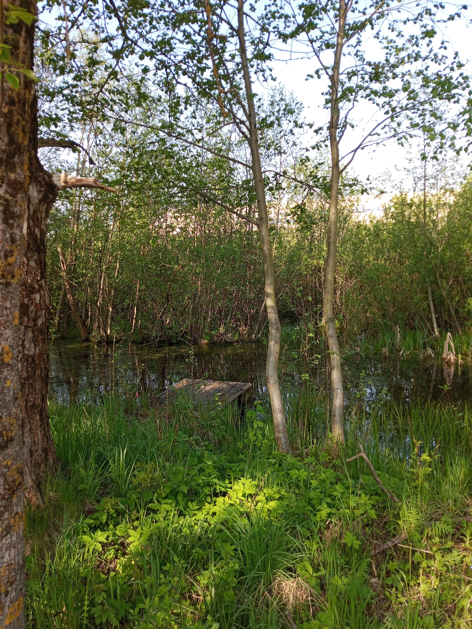 The image depicts a tranquil, overgrown area, likely a pond or swamp, possibly located in Kommunar, Russia. The foreground is dominated by lush green grass and various leafy plants, partially illuminated by sunlight. A mature tree stands on the left, its bark displaying a mottled pattern. Two slender, light-barked trees are positioned centrally. Beyond the trees, a body of water reflects the surrounding vegetation, its surface partially obscured by aquatic plants and debris. A small, partially submerged wooden structure sits within the water. Dense foliage and numerous trees form a backdrop, creating a sense of enclosure and natural wilderness. The sky is visible through the trees, exhibiting a pale blue hue.