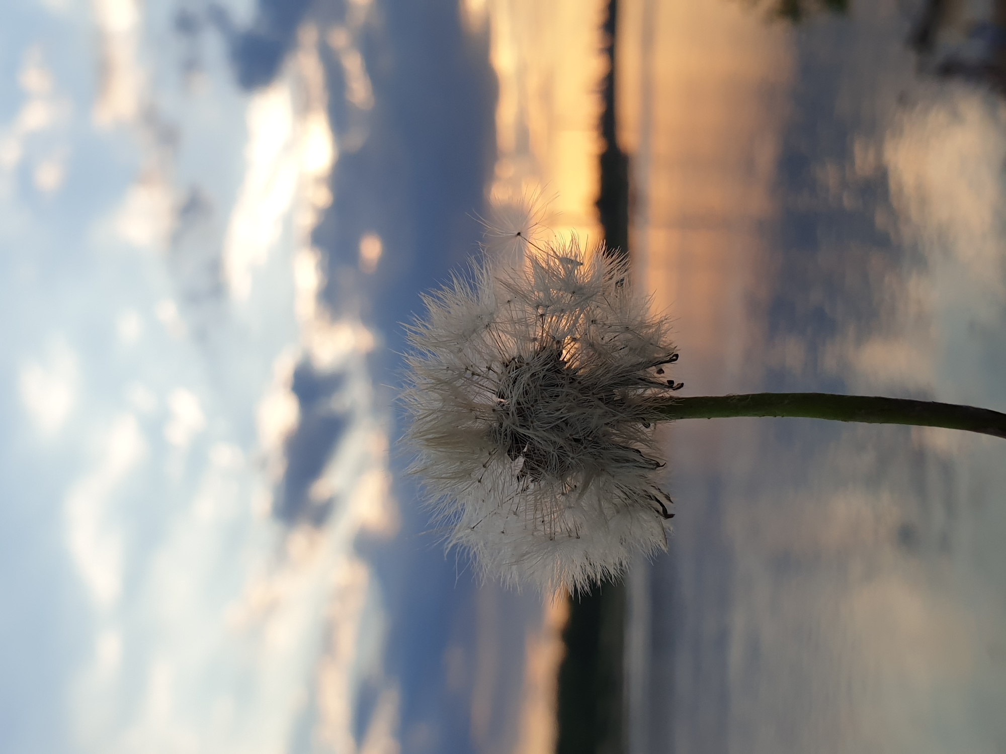 The image displays a close-up of a dandelion (Taraxacum officinale) seed head, positioned centrally with its green stem extending downwards out of the frame. The spherical seed head is white and consists of numerous feathery achenes; at least one achene is observed detaching towards the upper right. The dandelion is in sharp focus, while the background is rendered with significant depth of field blur.
The blurred background features a calm body of water, which reflects the hues of the sky. Above the water, a dark, indistinct horizontal line suggests a distant landmass or vegetation. To the far right, faint, silhouetted structures consistent with an industrial or urban landscape are visible on the horizon. The sky, partially reflected in the water, presents a gradient of colors characteristic of either a sunrise or sunset, with bright orange and yellow tones concentrated towards the right horizon, transitioning to darker blue and grey clouds in the upper and left portions of the frame. The lighting suggests a low sun angle, illuminating the scene from behind the distant horizon. The location is indeterminable from the visual information provided.