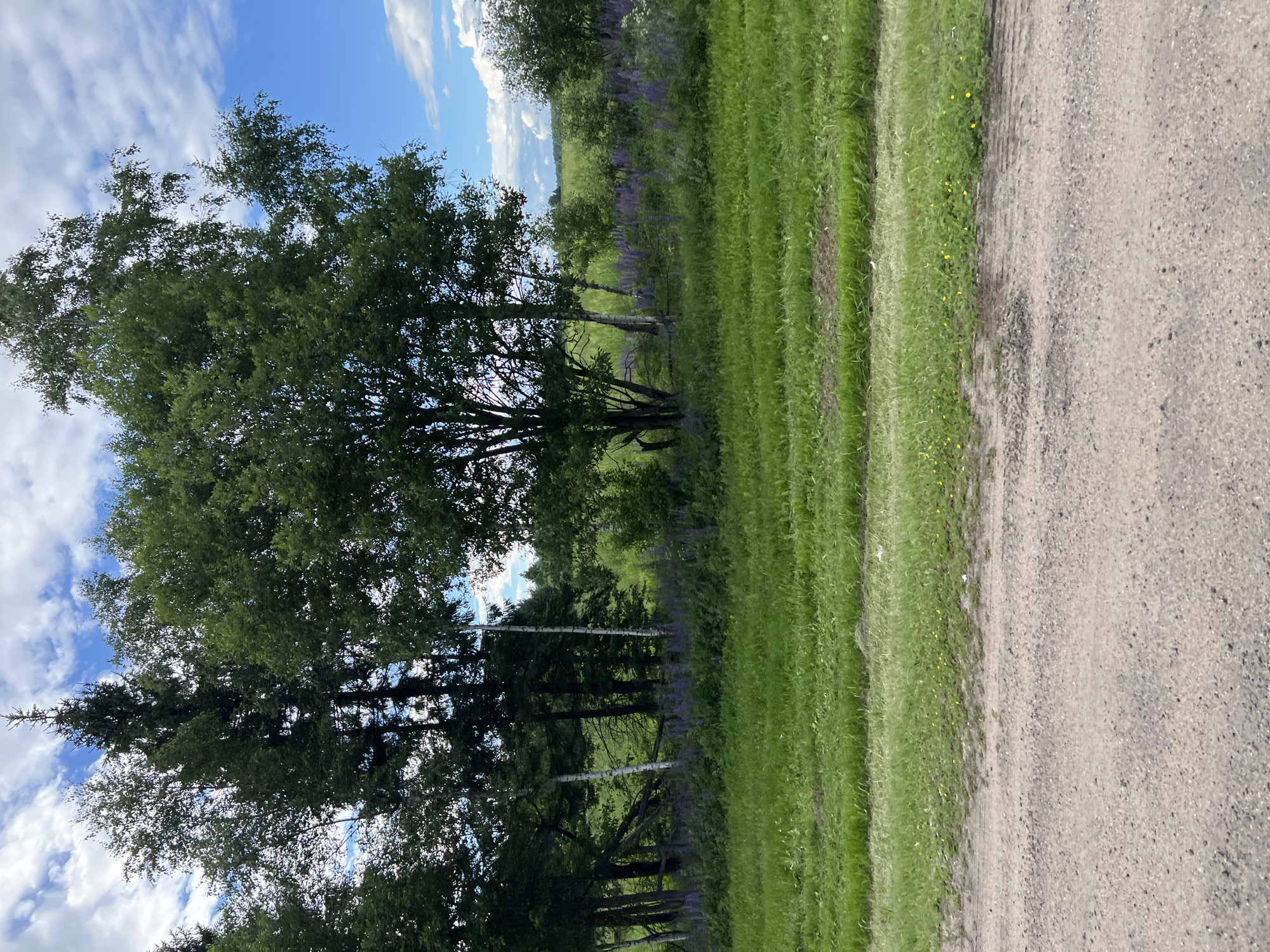 The image depicts a natural outdoor scene in an unspecified location. In the foreground, a dirt road takes up the bottom portion of the frame. Beyond the road, a lush green grassy field extends upwards, with some patches of shorter grass and subtle tire tracks visible. Further back, a dense line of trees stands tall, creating a natural barrier. Among the trees, a band of vibrant purple flowers, likely lupines, is visible, adding a splash of color to the landscape. The sky above is a mix of bright blue and scattered white clouds. The overall impression is one of a serene rural or wilderness setting during daylight hours.