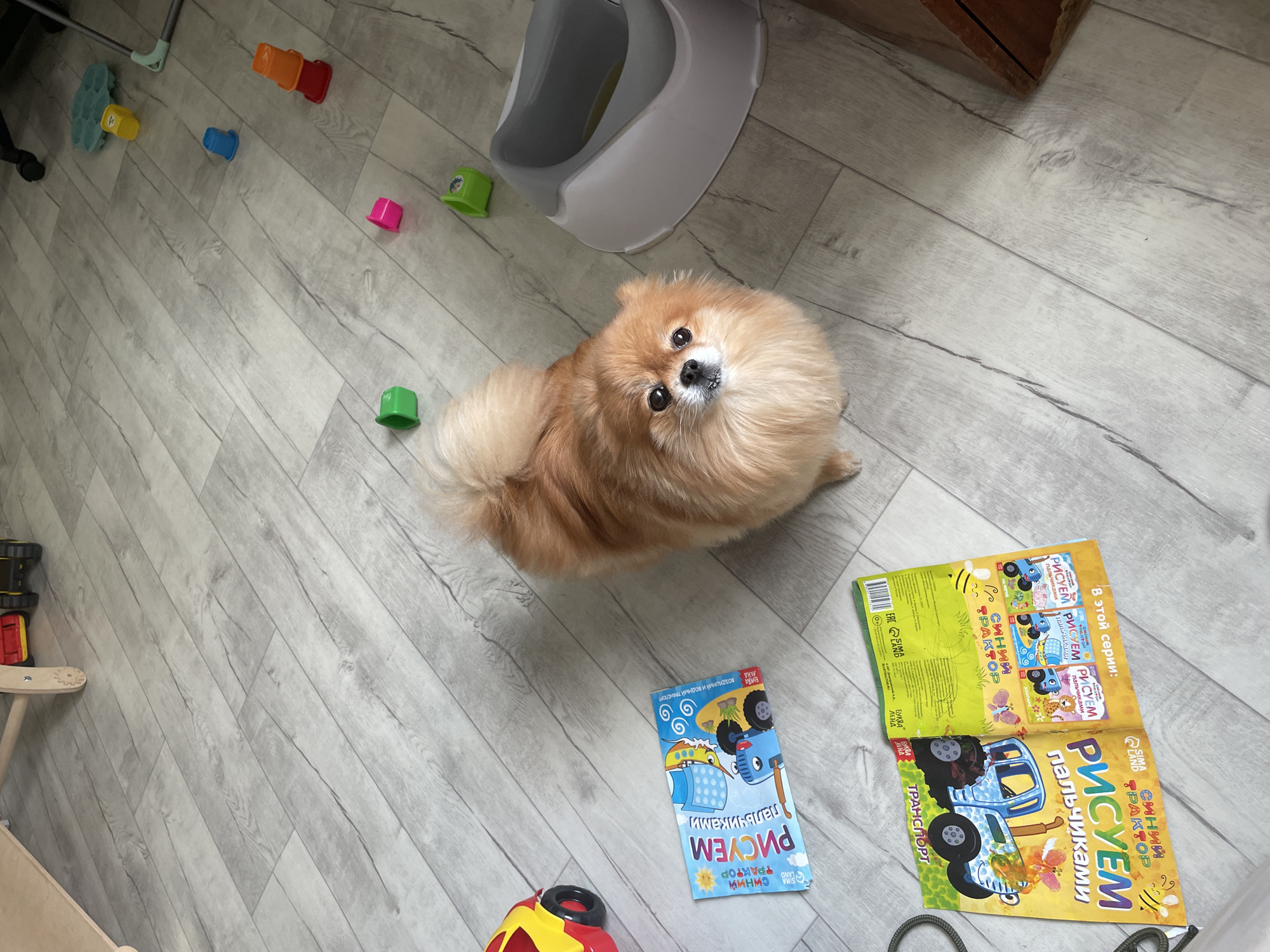 The image shows an indoor scene on a gray, wood-patterned floor. A small, brown Pomeranian dog is the central subject, looking upwards towards the camera. Around the dog, there are scattered children's toys: stacks of colorful plastic cups, a toy potty, and a plastic toy. Two open children's coloring books with Russian text are also on the floor near the dog. The Russian text on the books reads "Рисуем пальчиками Синий трактор" which translates to "Drawing with fingers Blue tractor". The context clues of toys and children's books suggest that the location is within a home. Given that OCR text is in Russian, the location is likely in Russia. While the prompt asks for the location as Perm, Russia, nothing in the image itself confirms that location.