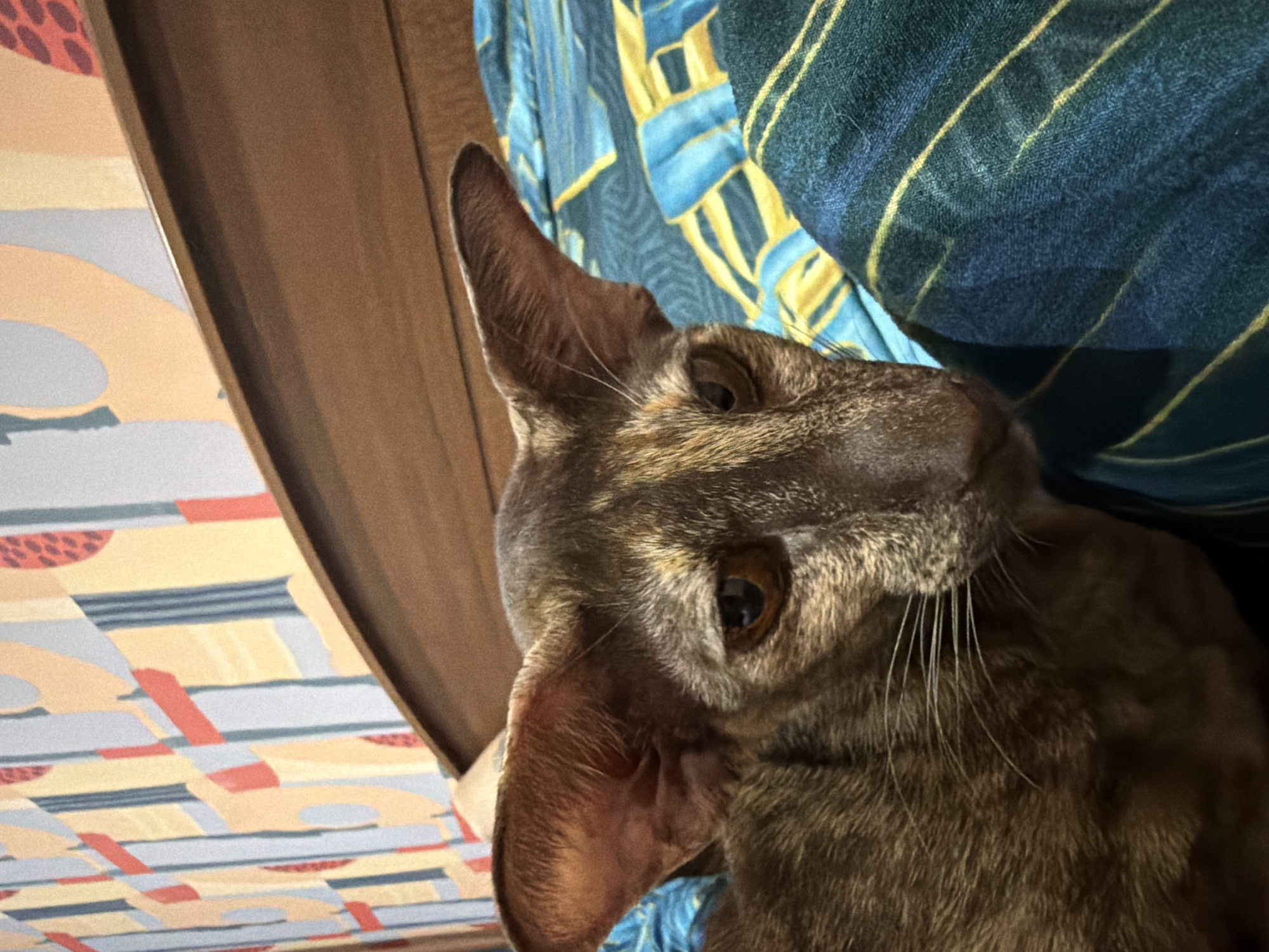 A close-up shot features a brown cat with large ears, angled slightly to the left. The cat's gaze is directed towards the viewer. The background includes a blue and yellow patterned textile, and a section of patterned wallpaper with brown trim. The photo was taken indoors. The location in the city of Chaikovsky, Russia, is not discernible from this image.