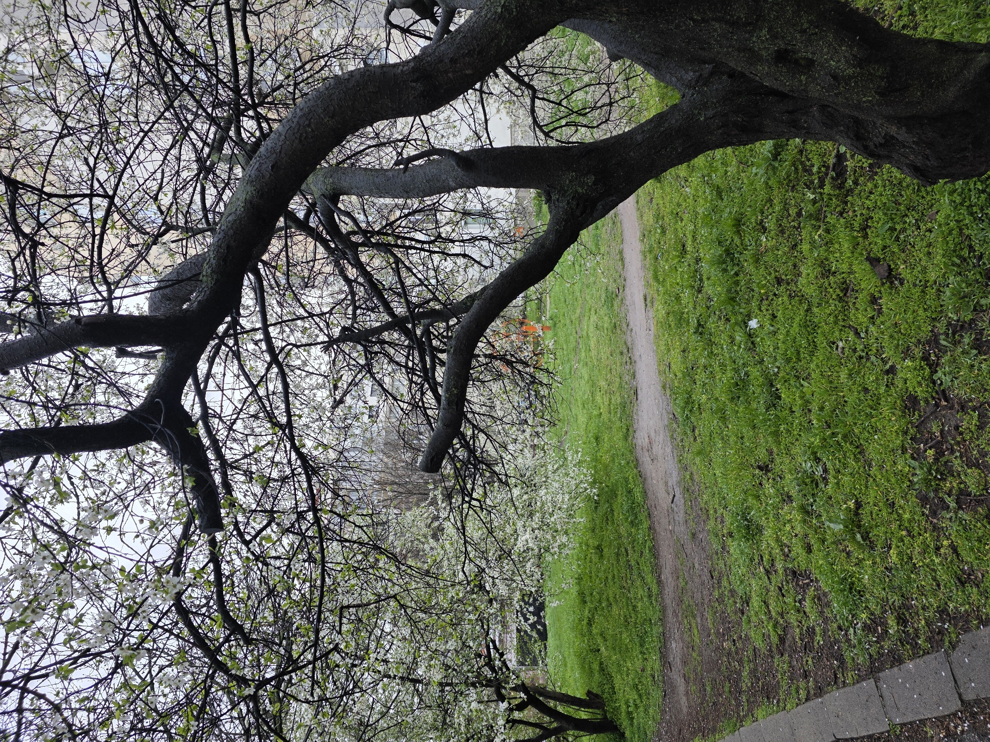 The image depicts a park scene, likely in Sofia, Bulgaria, characterized by a dirt path bordered by vibrant green grass. Overhanging the path are branches of trees, some bare and others blossoming with white flowers. The background features indistinct buildings, suggesting an urban setting. No people are visible. The overall impression is that of a tranquil, natural space within a city.