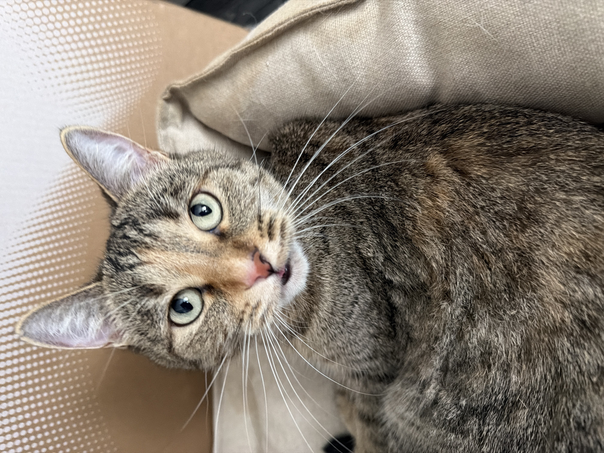 A close-up, eye-level, vertical shot shows a tabby cat with green eyes and a pink nose resting on a tan pillow. The cat's fur is a mix of brown, black, and orange. The background is out of focus and appears to be a textured wall. The cat's whiskers are long and white.