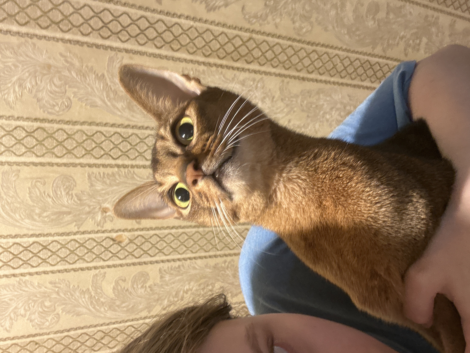 An indoor, close-up photograph captures an individual holding an Abyssinian cat. The cat, occupying the central and right portions of the frame, exhibits reddish-brown fur, prominent white whiskers, and large, alert yellow-green eyes gazing upwards. The human subject, partially visible on the left, shows a left eye, cheek, and a shoulder clothed in a light blue t-shirt, with their left hand supporting the cat. The background consists of a wall covered in light-toned wallpaper featuring alternating vertical stripes: one with a subtle damask-like floral motif, the other with a darker, repetitive geometric criss-cross pattern. The scene is located in an interior space in Moscow, Russia.