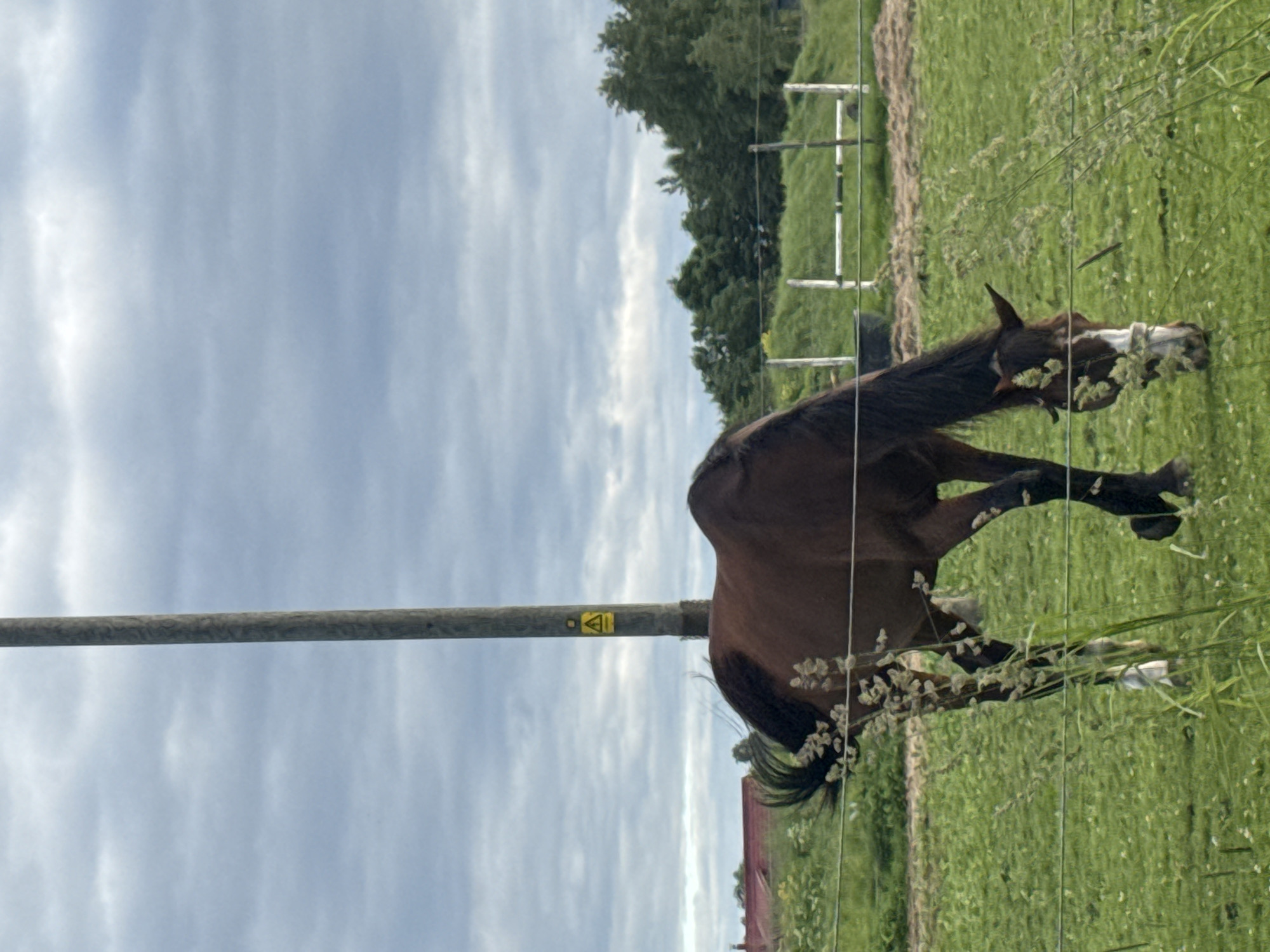 The image captures a brown horse grazing in a grassy field. A tall wooden utility pole with a yellow triangular warning sign is positioned behind the horse. In the background, there are trees, a fence, and a red-roofed building. The sky is overcast with clouds. The scene appears to be outdoors, possibly in a rural or semi-rural area of Saue, Estonia.