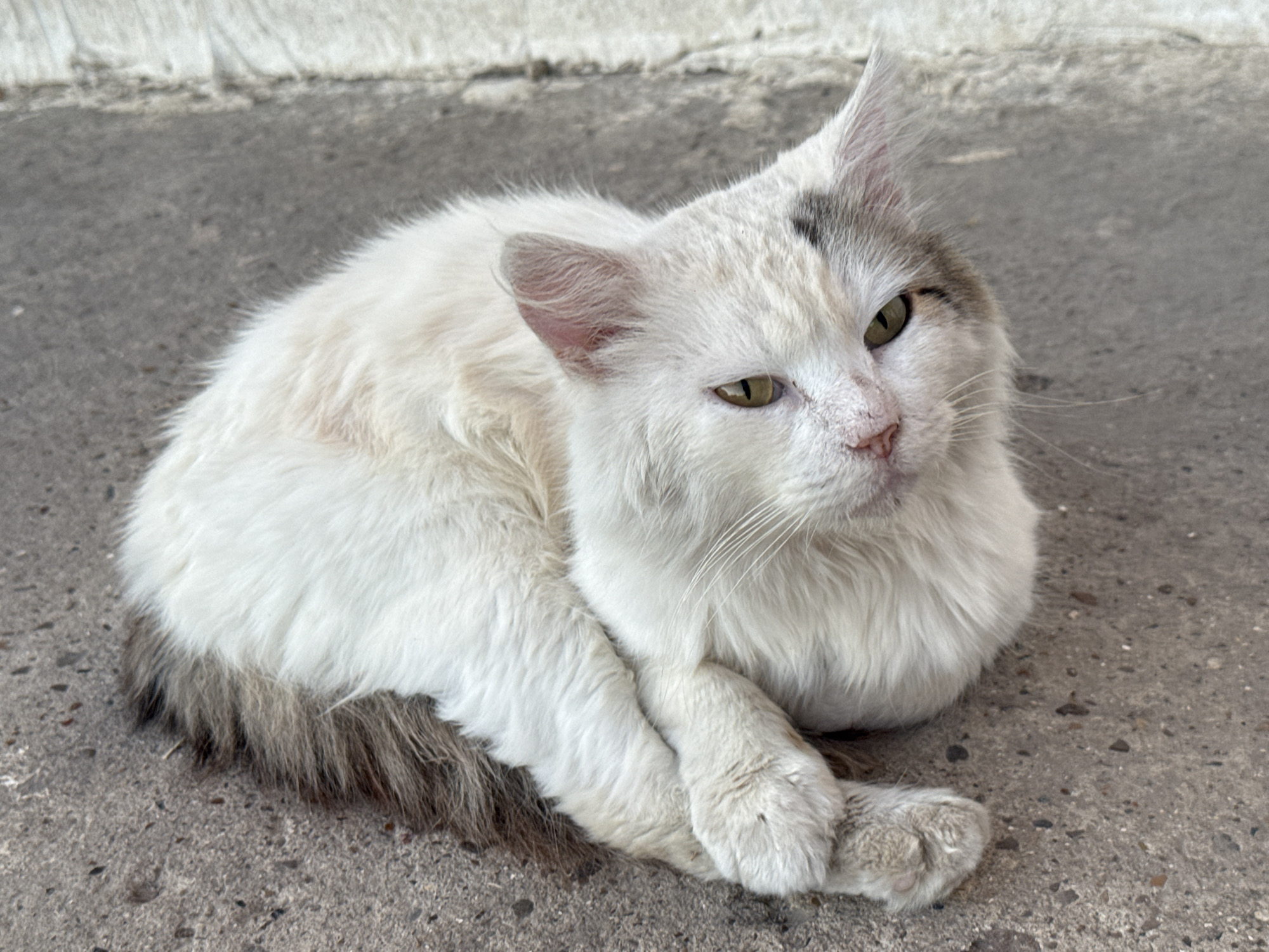 A white cat with patches of gray and possibly tan fur is lying down on a textured gray concrete surface. The cat is curled up, with its paws tucked beneath its chest. It has green eyes and a pink nose, and some dirt is visible on its fur and paws. In the background, a white, textured surface, possibly a wall or curb, is visible. The scene appears to be outdoors, with natural lighting. The location in Butor, Moldova, is not discernible from the image alone.