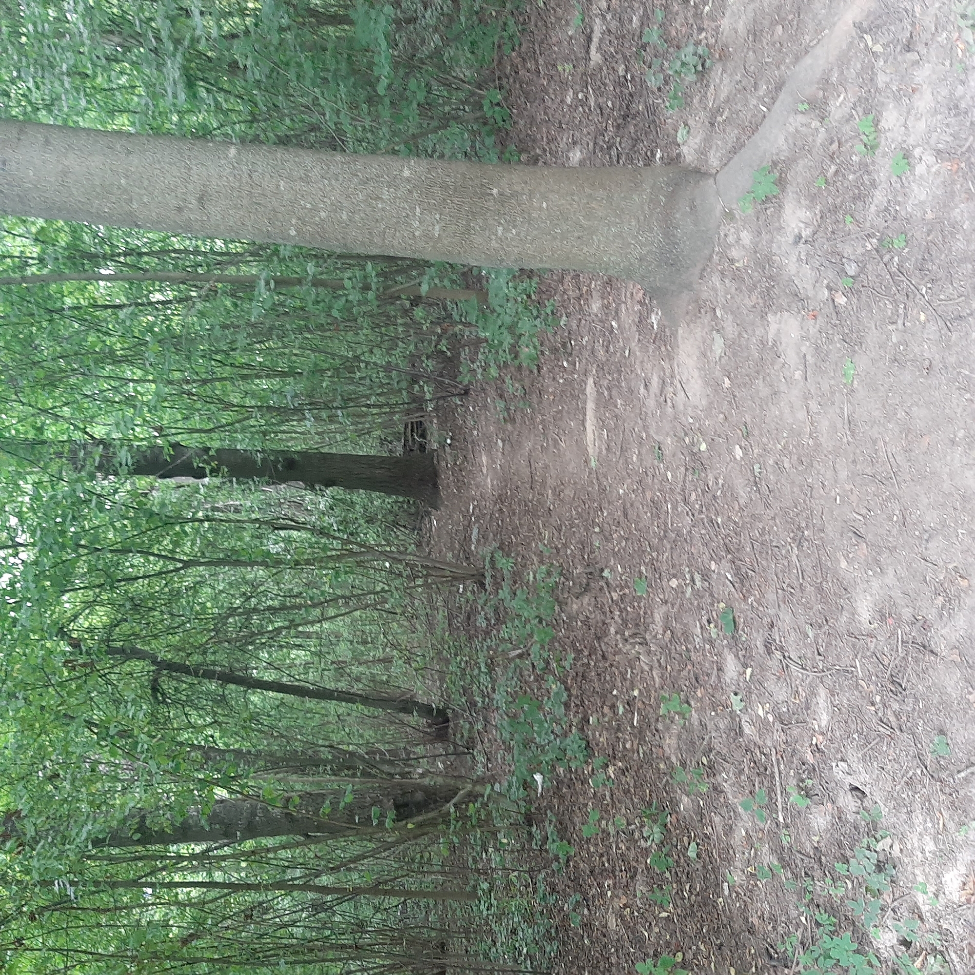 The image depicts a natural forest path with dense vegetation on either side. The path is composed of dirt and leaf litter, and it curves gently into the distance, leading through a wooded area. Several trees of varying sizes are visible, with a prominent, thick tree trunk on the right side of the frame. The foliage is predominantly green, suggesting a summer or late spring setting. The ground is covered with fallen leaves, twigs, and small green plants. The lighting suggests an overcast day or a shaded environment within the forest. There are no people or animals visible in the scene. The location is identified as a forest path in the city of Minsk, Belarus.