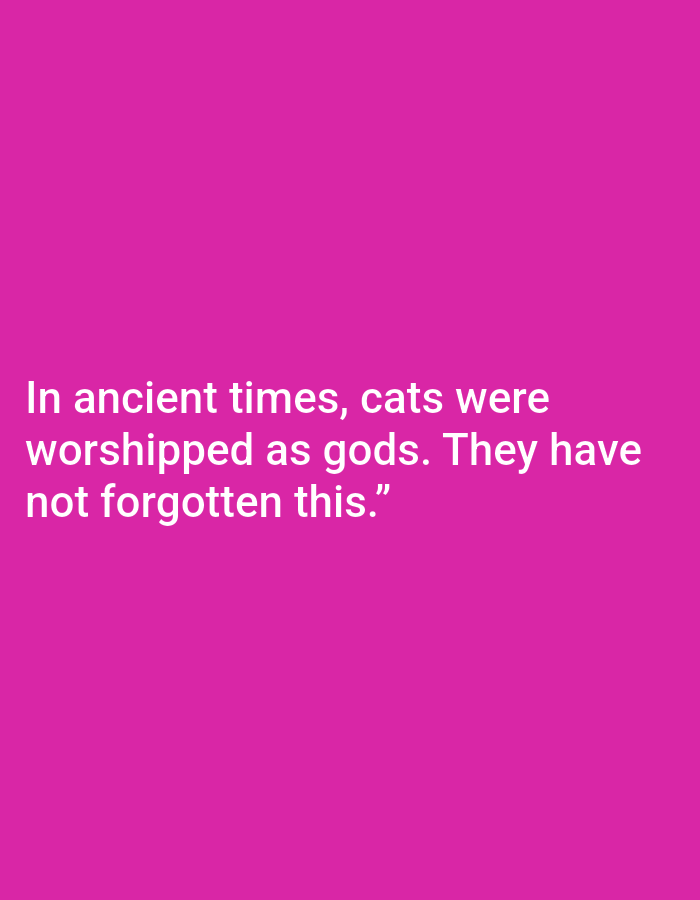 The image is a plain, solid pink background with white text overlaid. The text reads: "In ancient times, cats were worshipped as gods. They have not forgotten this." There is no discernible location in Kępno, Poland, or any other city. The image is purely typographic.