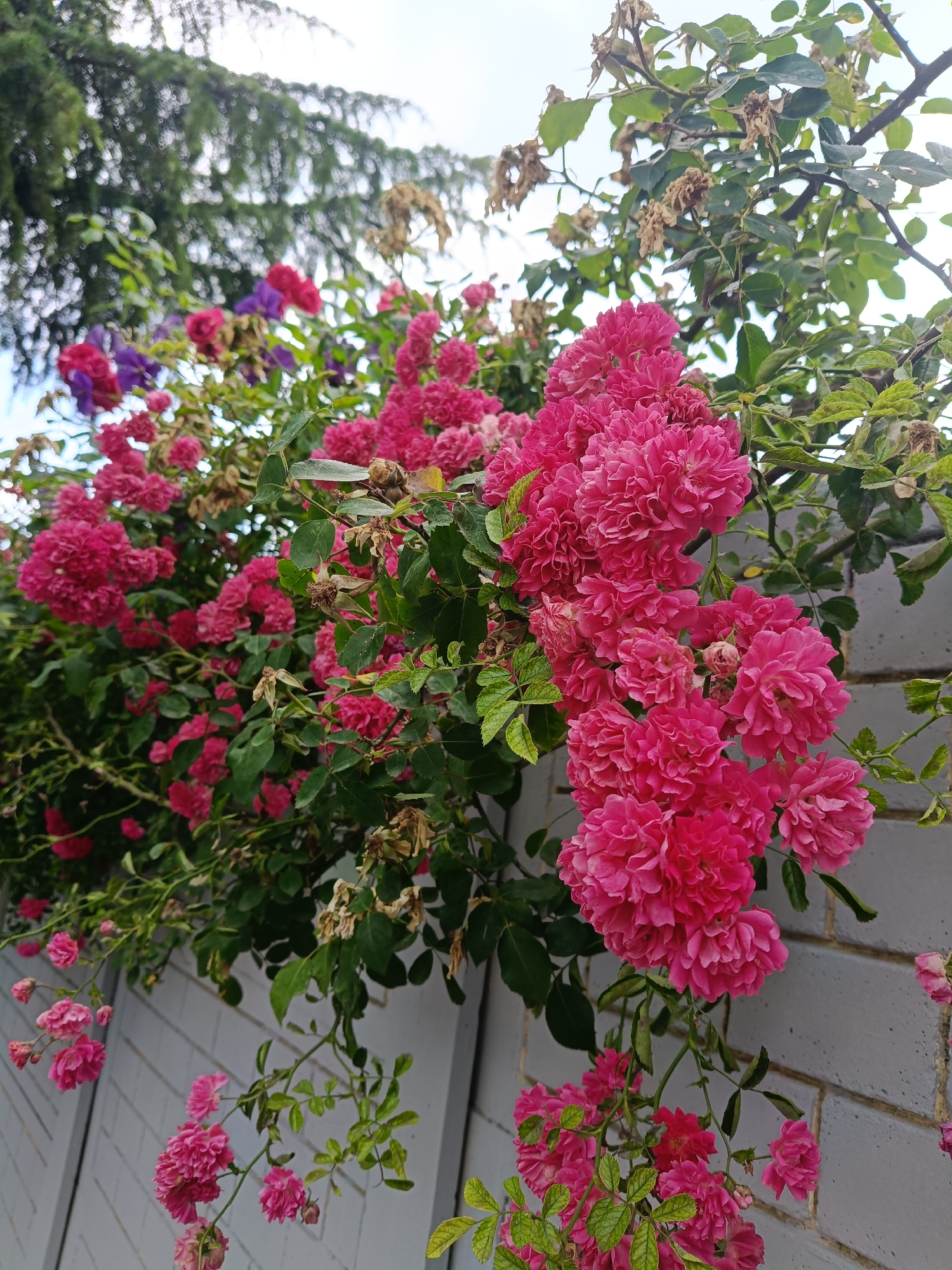 The media file displays a close-up, outdoor shot of a dense cluster of bright pink roses climbing over a grey, brick-patterned wall. The roses are in full bloom, with many small, ruffled petals forming rounded flower heads. Green leaves, some appearing slightly dried or damaged, are interspersed among the blossoms. A few purple flowers are visible in the background, adding a contrasting color to the scene. Above the roses, the branches of a tall tree with lush green foliage are silhouetted against a bright, overcast sky. The scene appears to be set during daylight hours, likely in the morning or afternoon, with soft lighting. There are no people or text visible in the image. The setting suggests a garden or outdoor space, potentially a residential area, given the wall. The overall impression is one of abundant floral growth and natural beauty. The context provided indicates the location is Sochi, Russia.