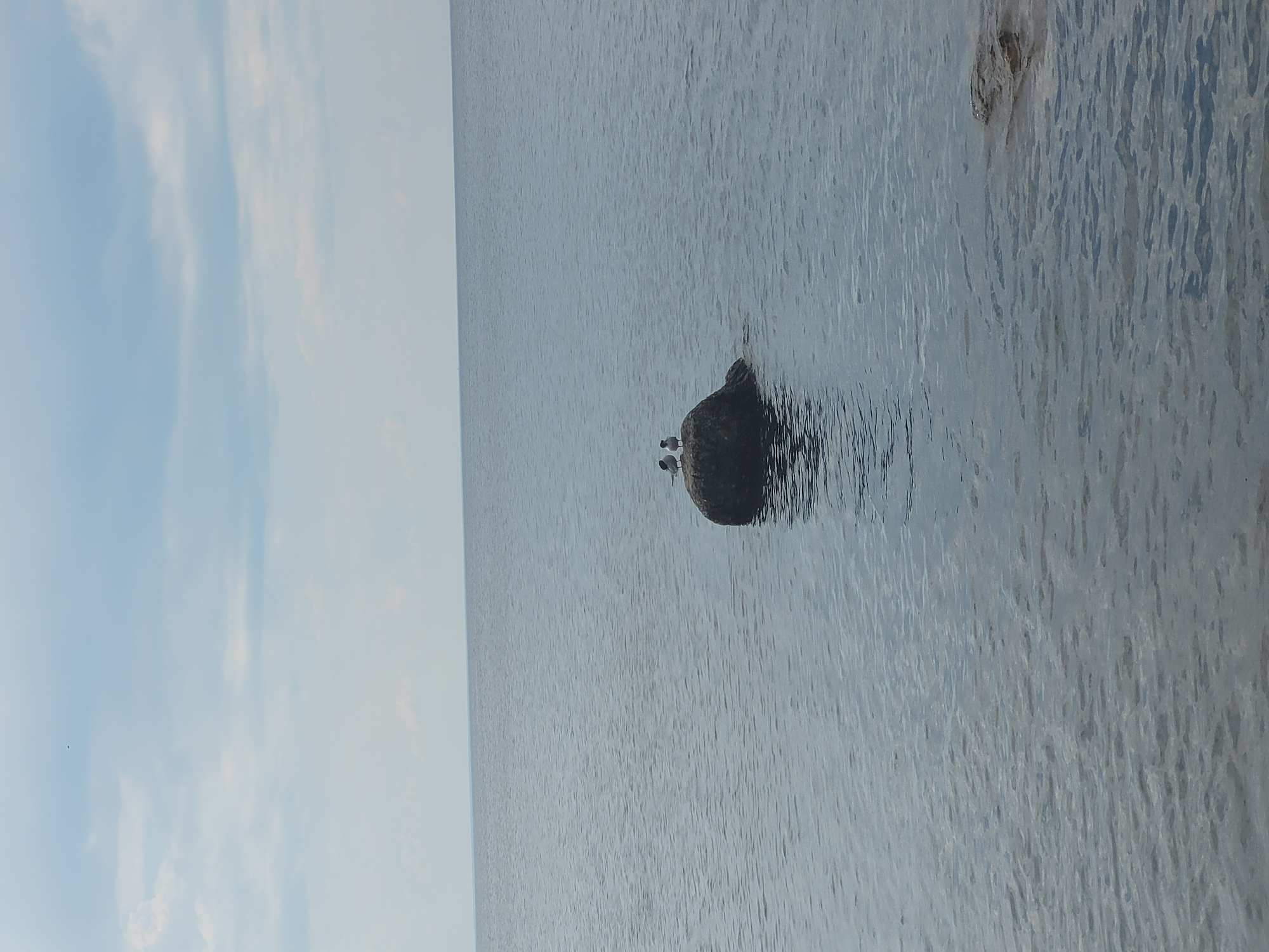 The image captures a serene seascape with a single rock in the foreground, emerging from the calm, dark blue water. Two small birds, likely terns due to their white plumage and dark markings, are perched on top of the rock, facing towards the left of the frame. The water exhibits gentle ripples, reflecting the soft light from the overcast sky. The horizon is clearly defined, separating the expansive body of water from the pale blue sky, which is dotted with wispy white clouds. In the far distance, a faint line suggests the presence of land. The scene is devoid of any human presence or man-made structures, emphasizing the natural tranquility of the environment. It is plausible this scene is located along the Gulf of Finland coast in Zelenogorsk, Russia, known for its natural coastal landscapes.