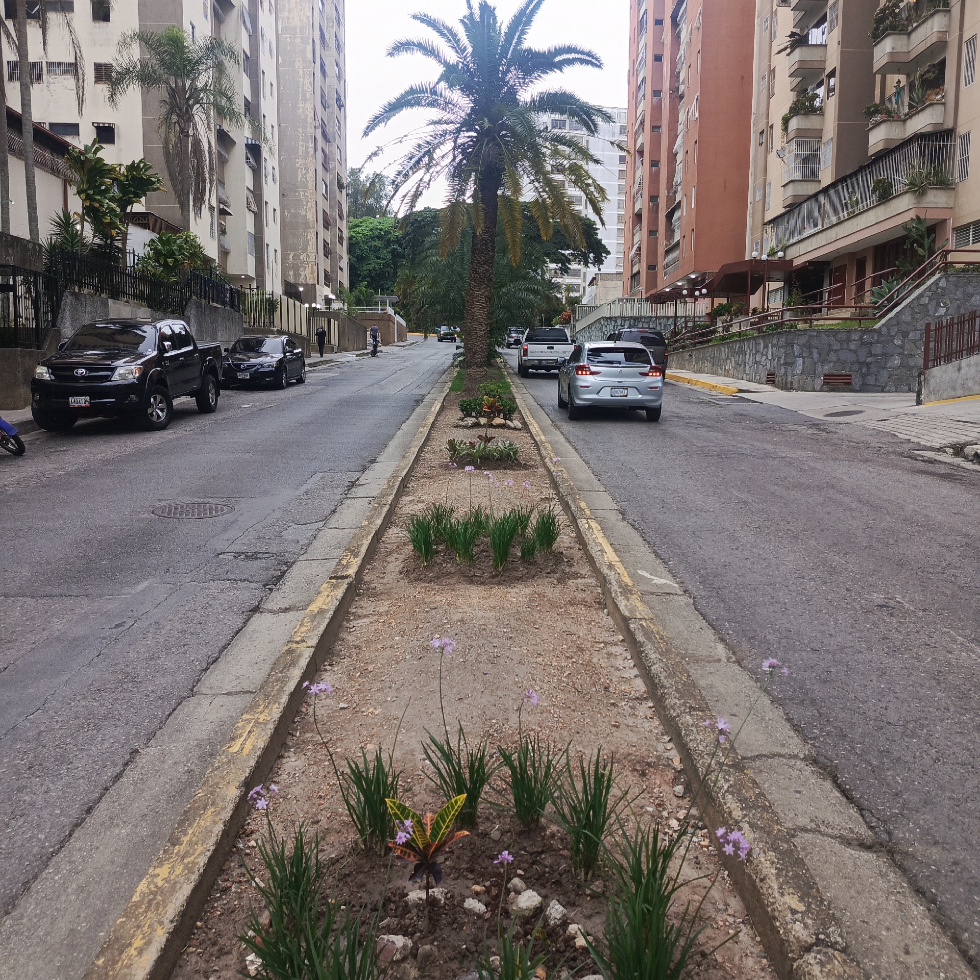 The image depicts a street scene in Los Teques, Venezuela, characterized by residential buildings and a central median strip. Tall, multi-story apartment buildings line both sides of the asphalt road. A prominent palm tree stands in the center of the median, which is landscaped with small plants and gravel. Several cars are visible on the street, including a black pickup truck parked on the left and a silver hatchback driving away on the right. A few pedestrians are also present, one walking on the sidewalk and another on a bicycle in the distance. The environment appears to be an urban residential area with some greenery.