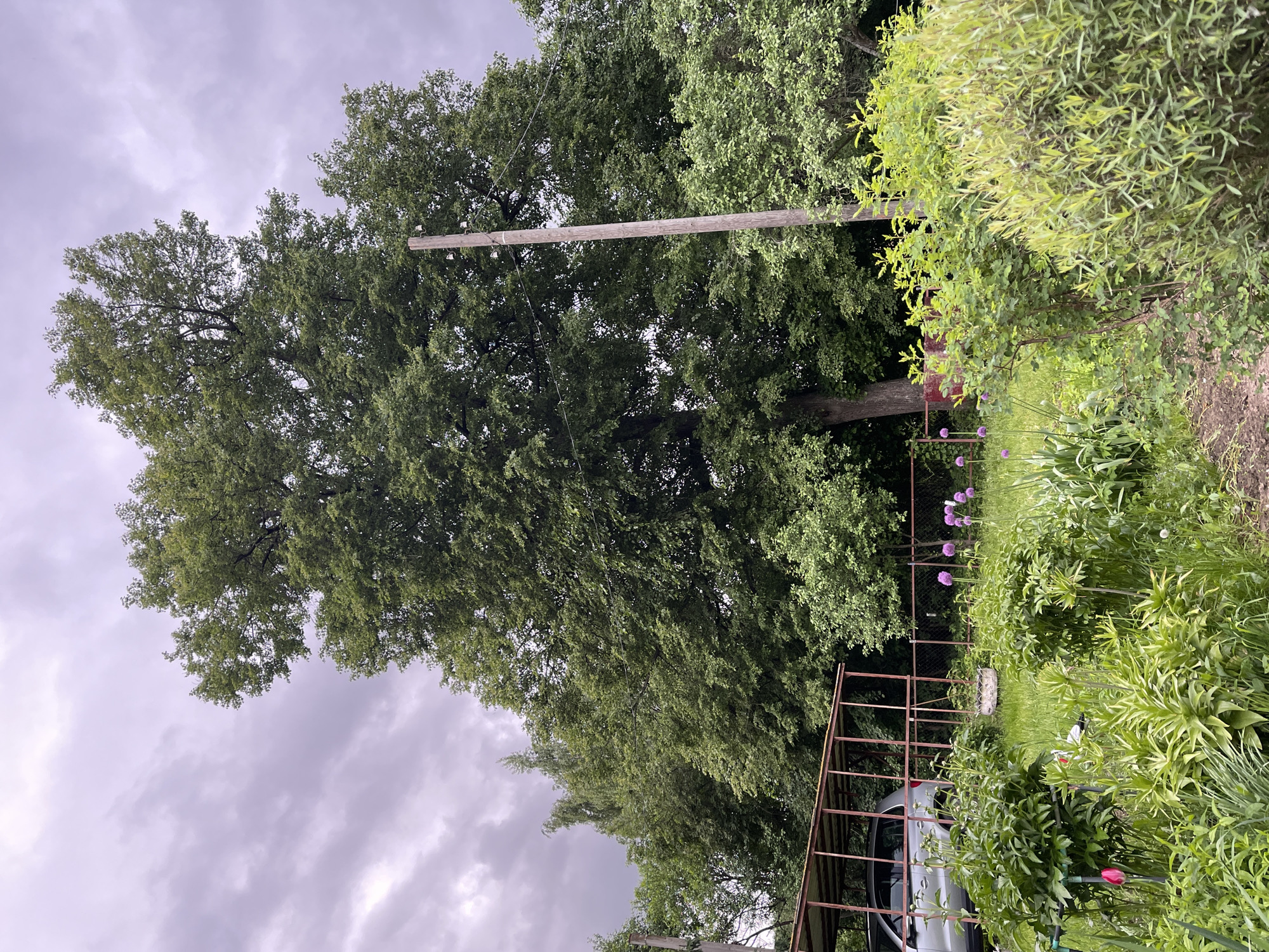 The image depicts an outdoor scene in Staromoigory, Russia. A large tree dominates the left side of the frame, extending upwards against a cloudy sky. A wooden utility pole with attached wires is visible amidst the tree branches. A metal structure partially covers a silver car in the foreground. Various plants and flowers, including purple allium blossoms, are scattered throughout the right side of the image. The scene appears to be a garden or overgrown area.