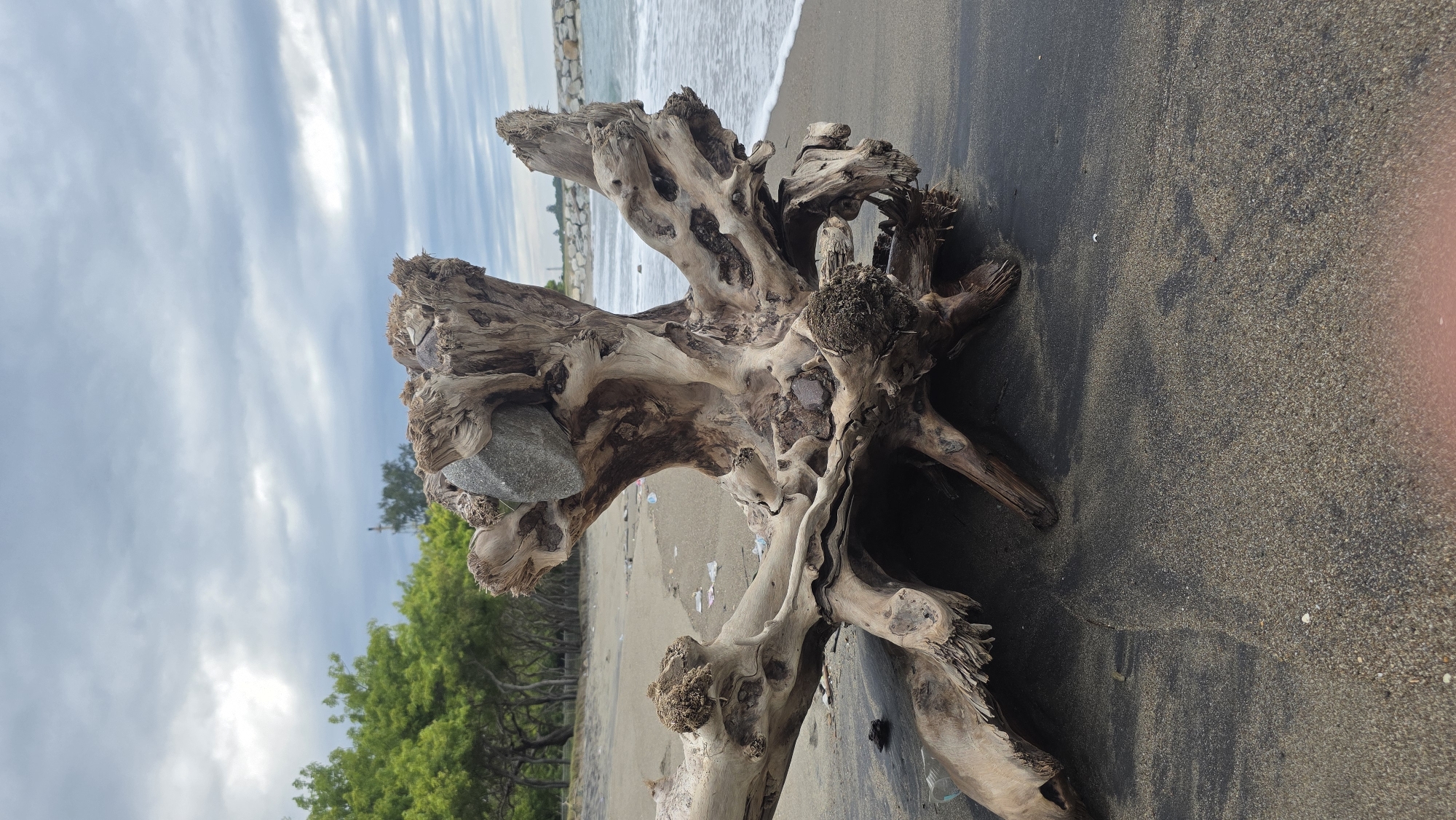 The image depicts a large, weathered piece of driftwood on a beach, likely in Lhokseumawe, Indonesia. The driftwood is complex and gnarled, with holes and crevices, and a rock rests within one of the hollows. The beach sand is dark, and the ocean is visible in the background with gentle waves. A breakwater is visible in the distance. Green trees line the shore behind the driftwood. The sky is cloudy. No people are visible in the image.