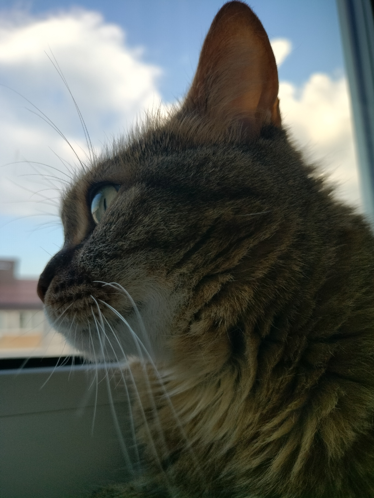 A close-up shot captures the profile of a tabby cat looking out a window. The cat's fur is a mix of brown and gray, with distinct markings on its face. Its eye, a striking green, is wide and appears to be focused on something outside the frame. Long, white whiskers fan out from its muzzle. The cat's ear is pointed upwards, suggesting alertness.
The background reveals a bright, cloudy sky, indicating it's daytime. The soft lighting suggests it might be late morning or early afternoon. In the distance, out of focus, a building with a brown roof is visible, providing a hint of an urban or suburban setting. The cat is positioned at what appears to be a windowsill, with a hint of a window frame visible in the foreground and a sliver of the frame on the right. The overall mood conveyed is one of quiet contemplation or curiosity, as the cat seems engrossed in observing the world outside.