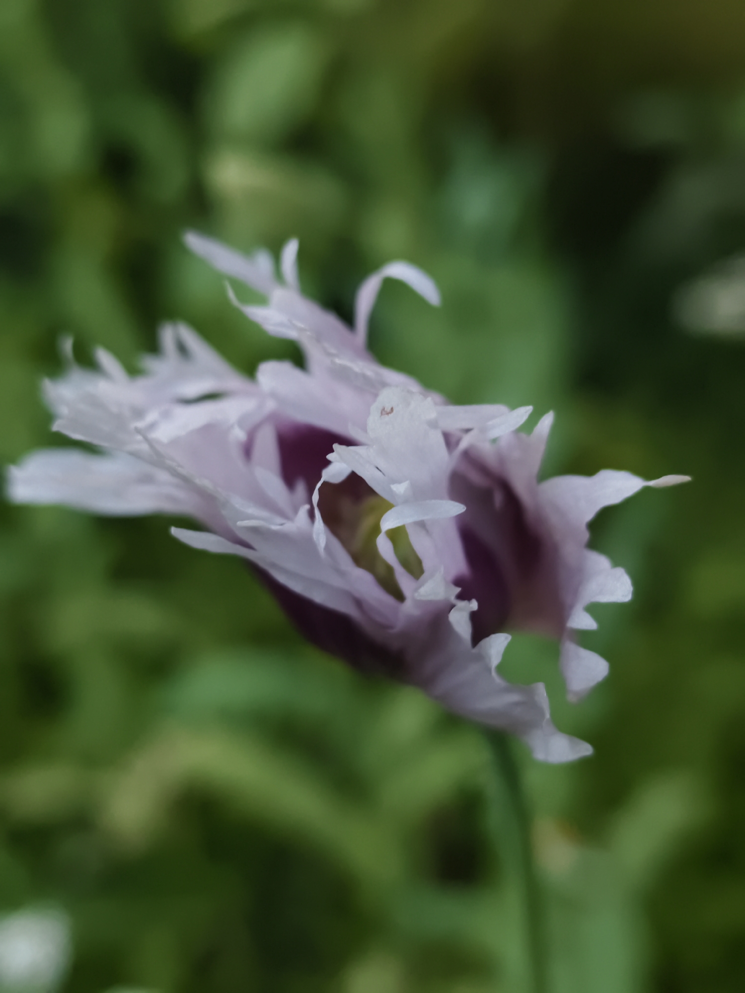 A light pink, semi-open poppy flower with ruffled petals is the subject of this close-up photograph. The flower is positioned on the right side of the frame, angled towards the viewer and slightly to the left. Its petals are delicate and translucent, with deeper purple hues visible towards the center of the bloom. The background is a soft blur of green foliage, suggesting an outdoor garden setting. The focus is sharp on the flower, with the background intentionally out of focus to create depth. The lighting appears natural, with gentle highlights on the petals. The image does not contain any people or urban elements.