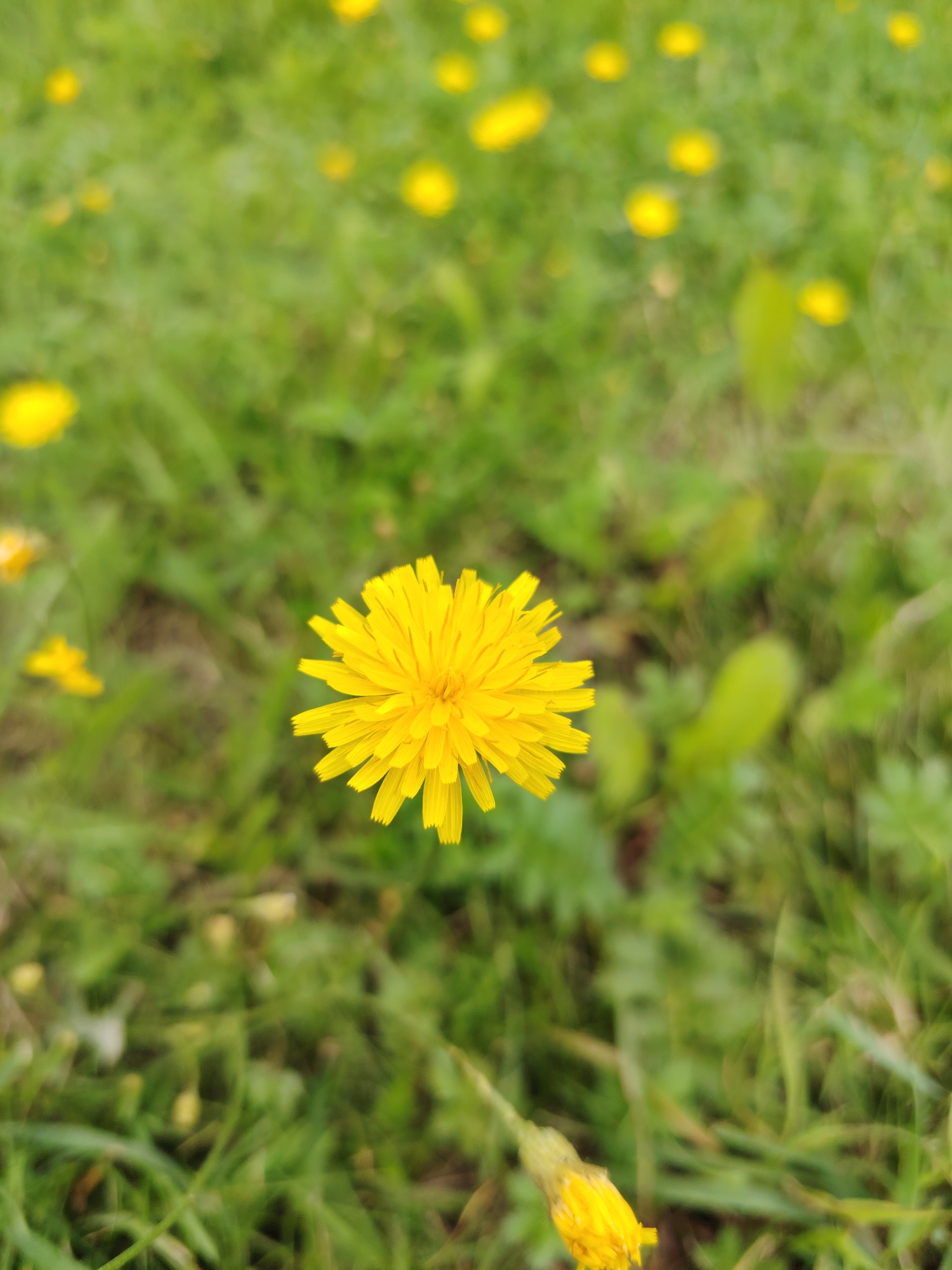 A single, bright yellow dandelion flower is in sharp focus in the foreground, positioned slightly to the left of center. Its petals are elongated and radiate outwards from a central disc. The background consists of a blurry expanse of green grass with other out-of-focus yellow dandelion flowers scattered throughout. The scene appears to be an outdoor natural setting, possibly a field or park in the city of Хоругвино, Russia, on a clear day.