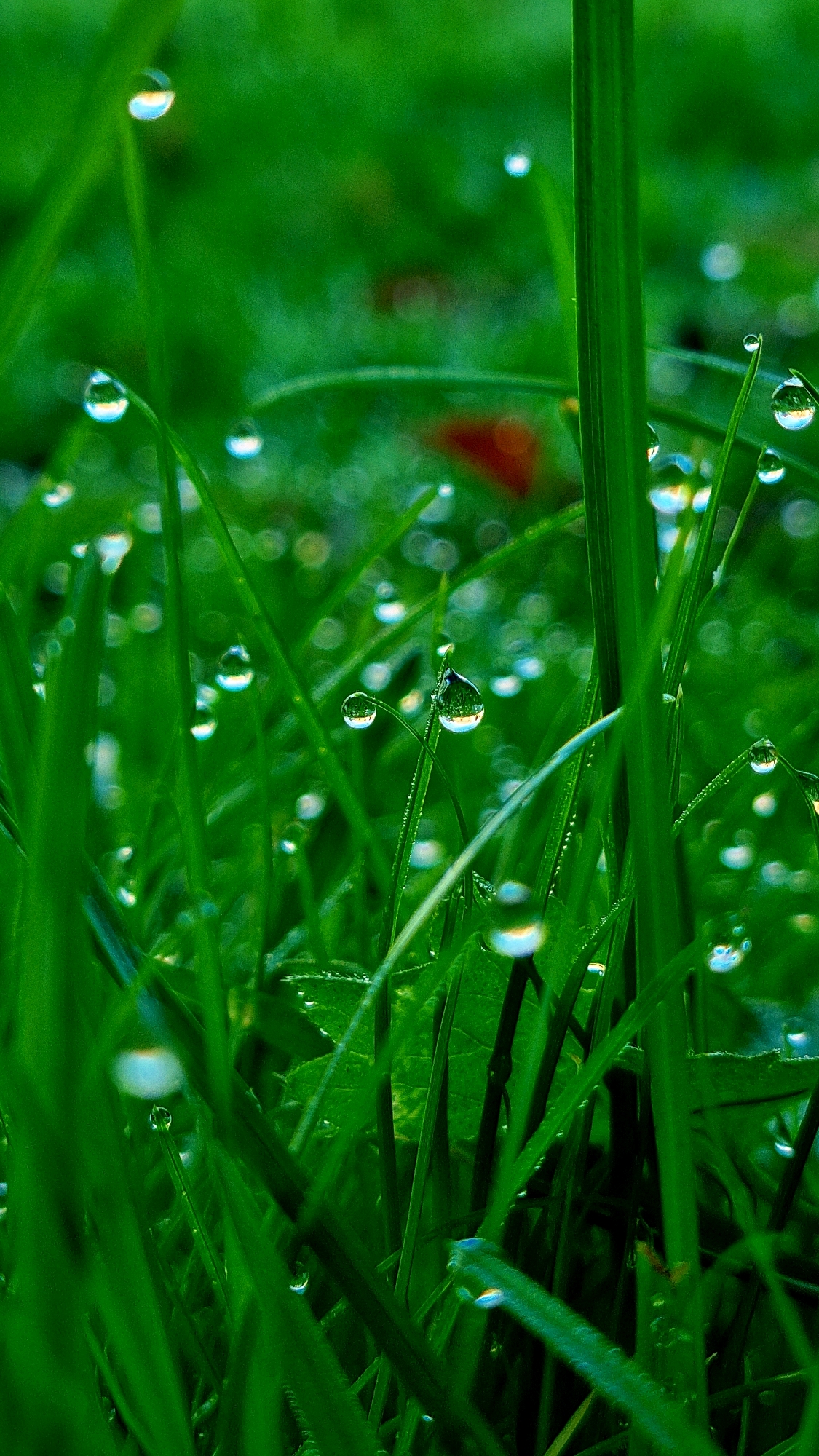 This is a macro photograph of blades of green grass, with numerous water droplets clinging to them. The droplets are clear and spherical, reflecting the surrounding environment, which appears to be a natural outdoor setting. The background is a soft blur of various shades of green, suggesting more grass and possibly foliage. There is a hint of a reddish-brown object in the mid-background, out of focus. The lighting suggests an overcast day or early morning dew. The image does not contain any people or buildings, and therefore cannot be placed in a specific location within the city of Vysokoe, Russia.