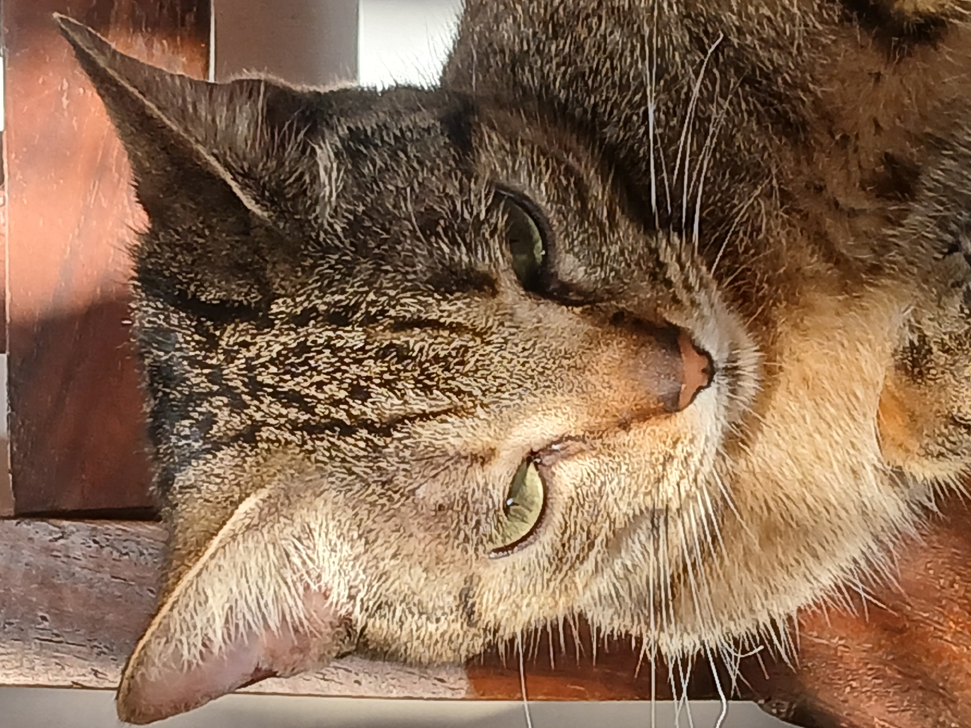 The image presents a close-up portrait of a domestic tabby cat, likely a short-haired breed, captured with its head tilted. The cat's face is the primary subject, viewed from a slightly elevated perspective.
The cat has prominent bright green eyes, one fully visible with a partially dilated pupil, and the other partially obscured by the angle of its head. Its fur exhibits characteristic tabby patterns, with a mix of brown, grey, and cream tones forming stripes and spots across its face and head. Long, fine white whiskers extend outwards from its muzzle, particularly noticeable against the darker fur. The nose is a soft pinkish-brown. One ear is clearly visible, pointed and erect, showing internal fur and texture, while the tip of the other ear is just visible at the top edge of the frame.
The cat appears to be resting or lying down on a warm, reddish-brown wooden surface, which serves as the background. The texture of the wood, possibly grain, is visible. The lighting suggests an indoor setting, creating soft highlights on the cat's fur and nose, indicating a gentle light source. The cat's expression is calm and relaxed, appearing to gaze mildly into the distance or at the viewer. No text is visible in the media file.