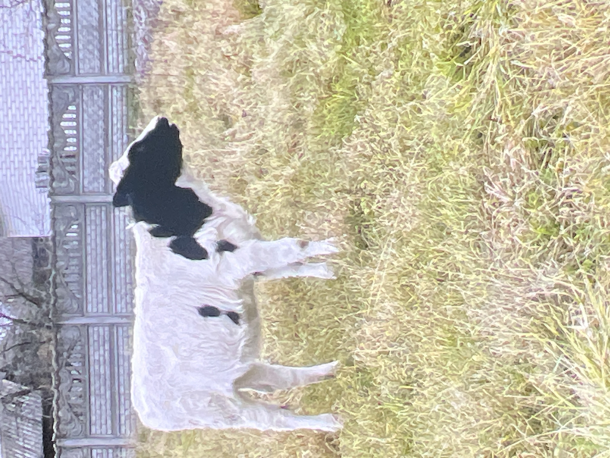 A black and white calf stands in a field of dry grass. The calf is facing to the right, with its head turned slightly towards the viewer. Behind the calf is a decorative concrete fence, and further in the background, a building with a sloped roof is visible. The scene appears to be in an outdoor, rural setting. The exact location within the city of Sheptytskyi, Ukraine is not determinable from the image alone.
