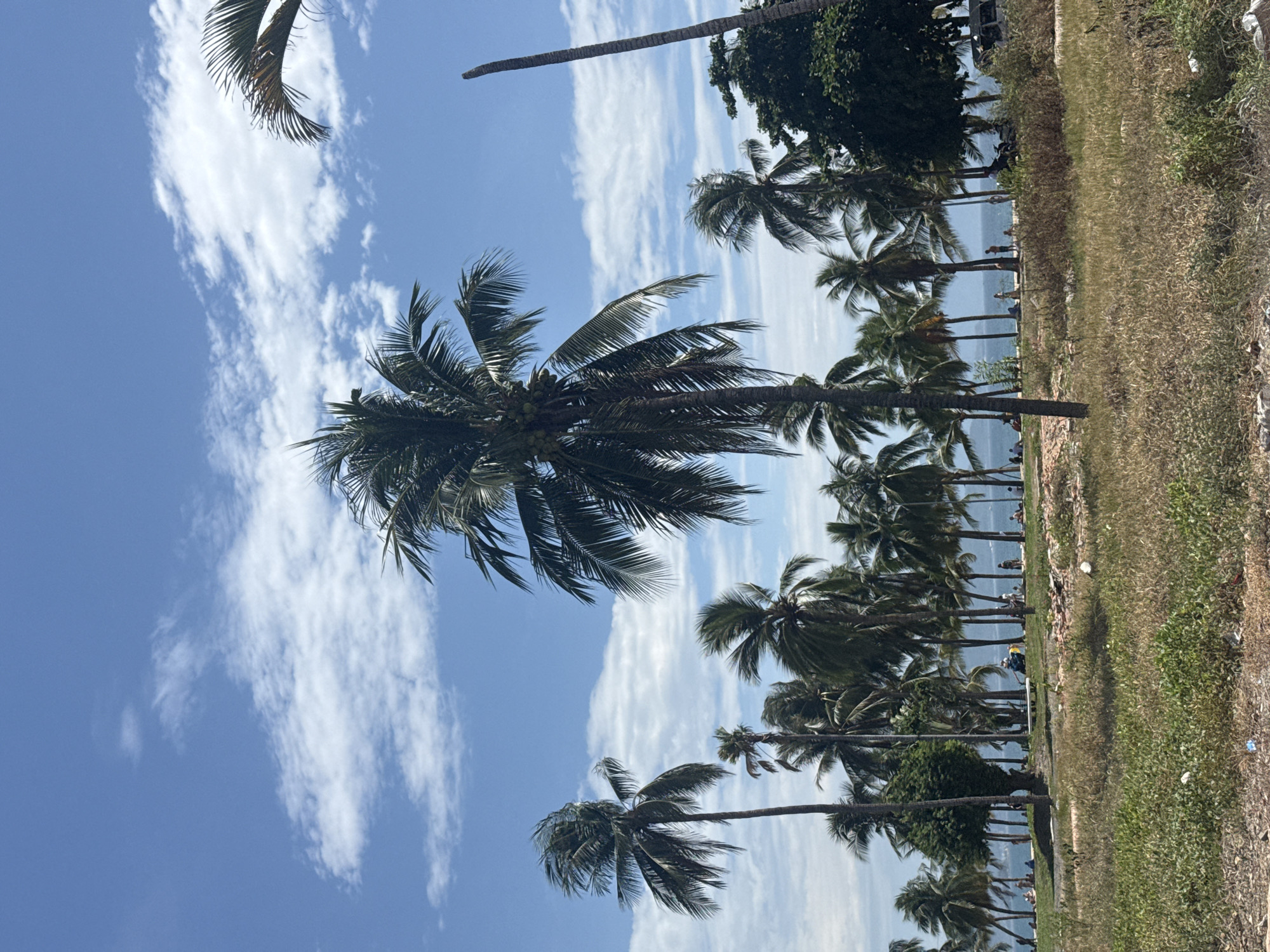 The image depicts a tropical beach scene with numerous palm trees lining the shore. The sky is a vibrant blue with scattered white clouds. Several people are visible on the beach, appearing to be relaxing or strolling. The foreground is characterized by dry, tall grass and some debris. The background shows a body of water, likely the sea, with a hazy coastline in the distance. This scene is consistent with many coastal areas in Nha Trang, Vietnam, a popular tourist destination known for its beaches and palm-lined promenades.