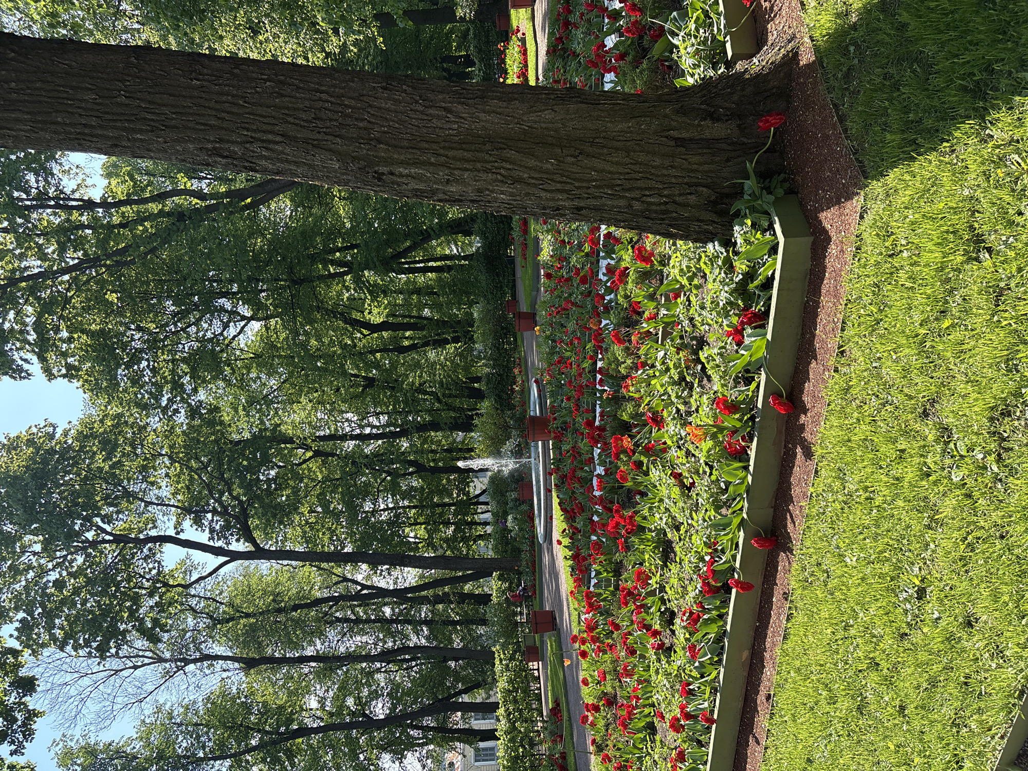 The image shows a park scene in Saint Petersburg, Russia. A large tree trunk dominates the foreground on the left side. To the right of the tree is a flowerbed filled with red tulips, bordered by green grass. A path leads into the distance, with trees lining both sides and a fountain visible in the center. A person is sitting on a bench further down the path. Buildings are seen in the far distance.