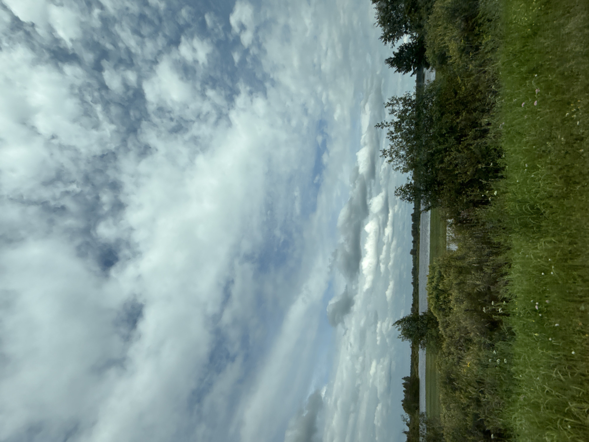 This image depicts a natural landscape with a body of water in the background, bordered by lush green vegetation. The sky is overcast with a mix of white and gray clouds, suggesting a possibly humid or temperate climate. The foreground is dominated by tall, wild grasses and various shrubs, with a few scattered wildflowers. In the middle ground, there are denser bushes and trees, some of which appear to be deciduous, lining the edge of the water. The body of water itself is calm and reflects the muted tones of the sky and surrounding greenery. The distant horizon shows a line of trees, indicating a continuation of the natural environment. No people or man-made structures are visible in the image. The scene is consistent with a rural or natural park setting, potentially near a lake or river. Based on the prompt specifying the location of Ключи, Russia, this could be a view of one of the numerous water bodies found in the surrounding natural areas of the settlement.