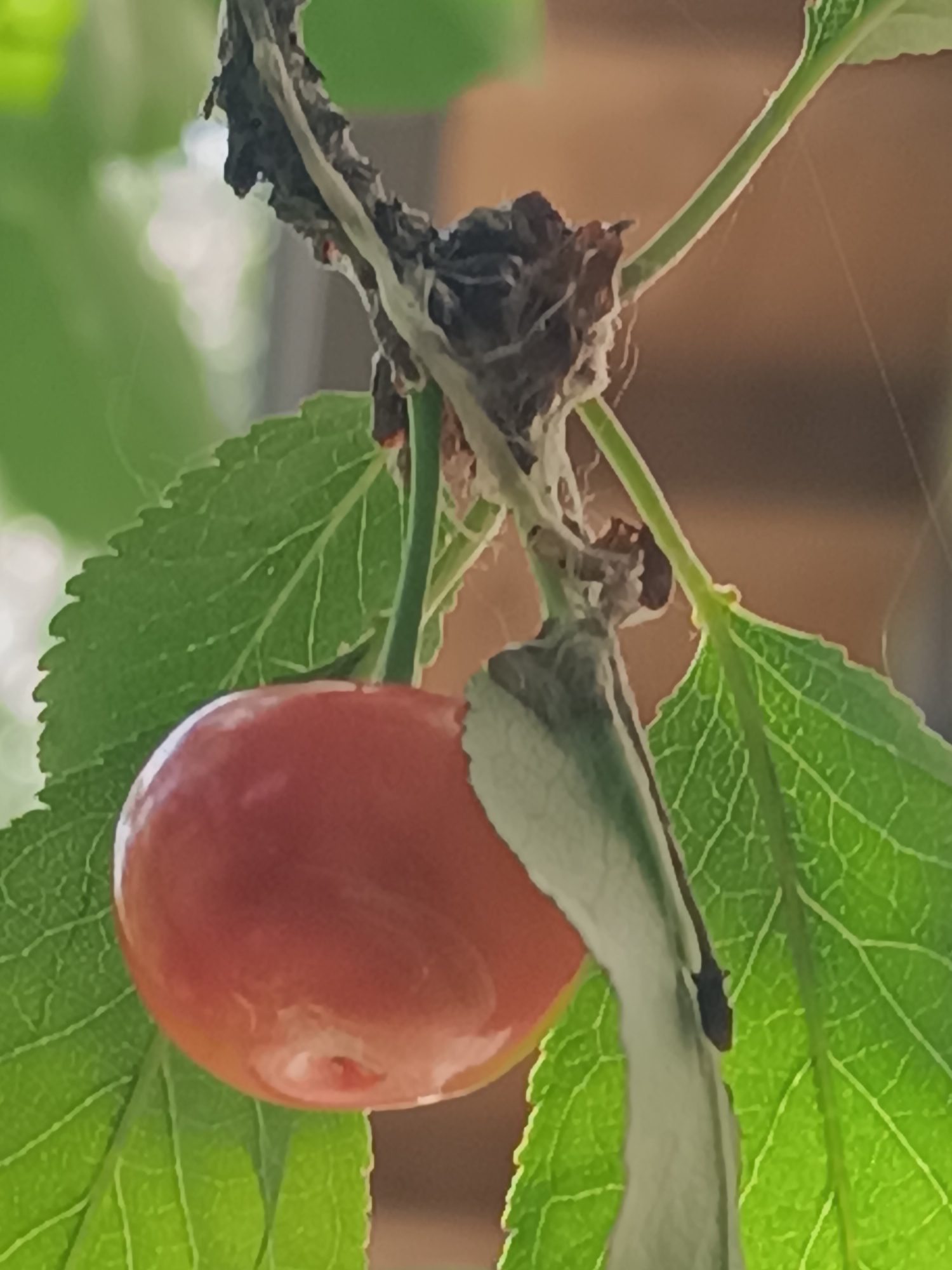 A close-up of a single, ripe cherry hanging from a branch. The cherry is plump and red, positioned against green leaves. Attached to the branch near the cherry is some sort of decayed organic matter, possibly part of the branch itself. Additionally, there are thin strands, potentially spiderwebs, visible in the background. The exact location within Brescello, Italy, cannot be determined from the image alone. There are no people visible.