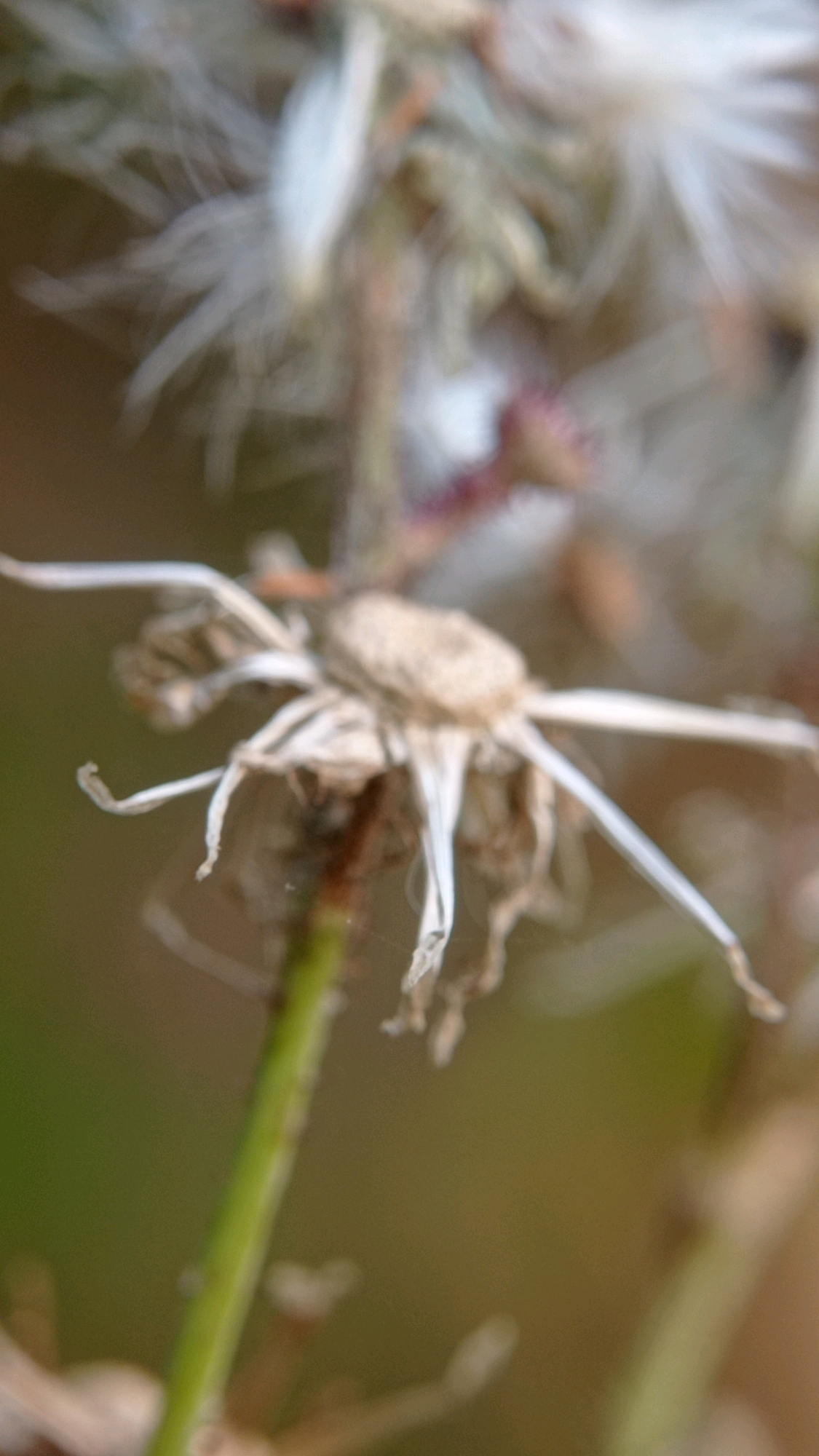 The image shows a close-up, out-of-focus view of a dried flower, possibly a dandelion or a similar plant gone to seed. The flower head is brown and withered, with delicate white filaments extending outwards, suggesting it has gone to seed. A green stem is visible below the flower head, partially blurred by the soft focus of the image. The background is a muted, blurred mix of greens and browns, suggesting an outdoor natural setting. There are no people or discernible urban elements in the frame. The image does not provide any information about its location in Batu, Indonesia.