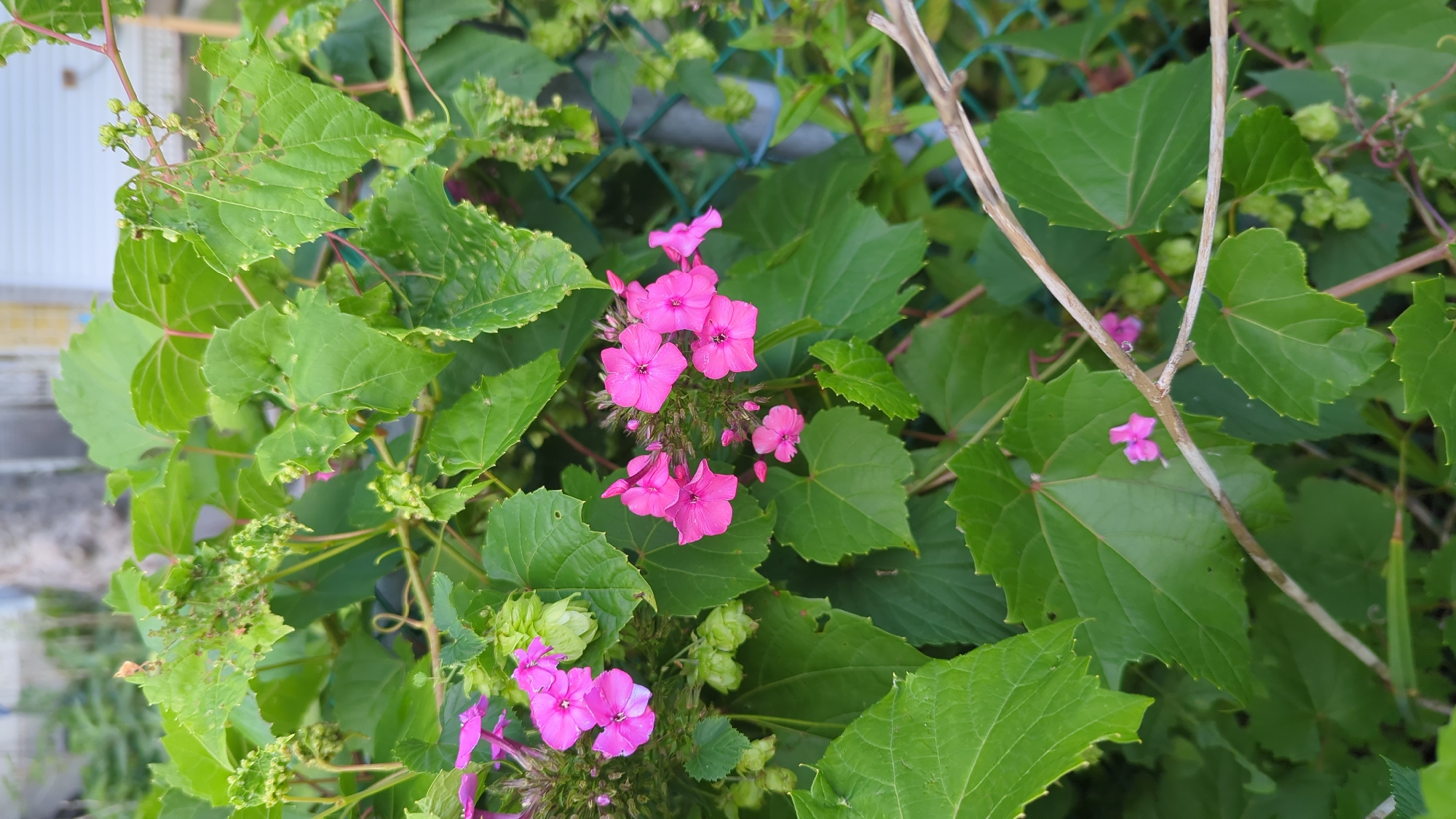 This is a close-up, eye-level shot of pink phlox flowers and green foliage, likely captured in Montreal, Canada. The flowers are clustered and appear in various stages of bloom. The surrounding leaves are large and heart-shaped, with some showing signs of minor damage. Green hop cones are also visible among the leaves. A green chain-link fence is present in the background, partially obscured by the plants. The overall setting suggests an outdoor garden or natural area.