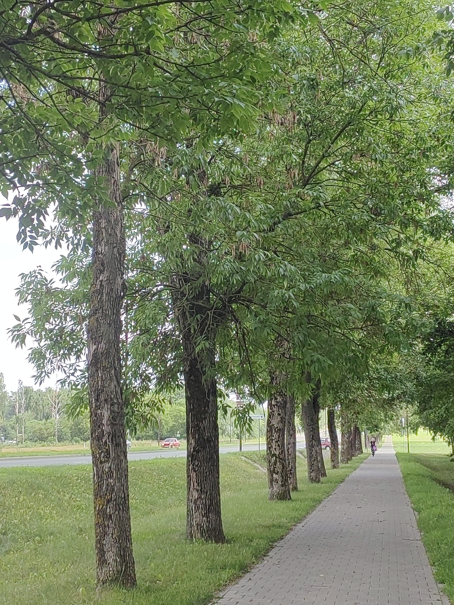 The image depicts a pedestrian walkway lined with a row of trees in the city of Hrodna, Belarus. The walkway, paved with light-colored interlocking stones, runs diagonally from the bottom right towards the upper left of the frame. To the left of the walkway is a strip of green grass, followed by a road with a red car driving on it. Beyond the road, a line of trees forms the horizon, with buildings visible in the far distance. To the right of the walkway, the ground slopes gently upwards, also covered in grass. A person is seen riding a bicycle in the distance along the walkway, heading away from the camera. The trees lining the walkway are mature with full, green foliage and visible seed pods hanging from their branches. The sky is overcast, suggesting a cloudy day.