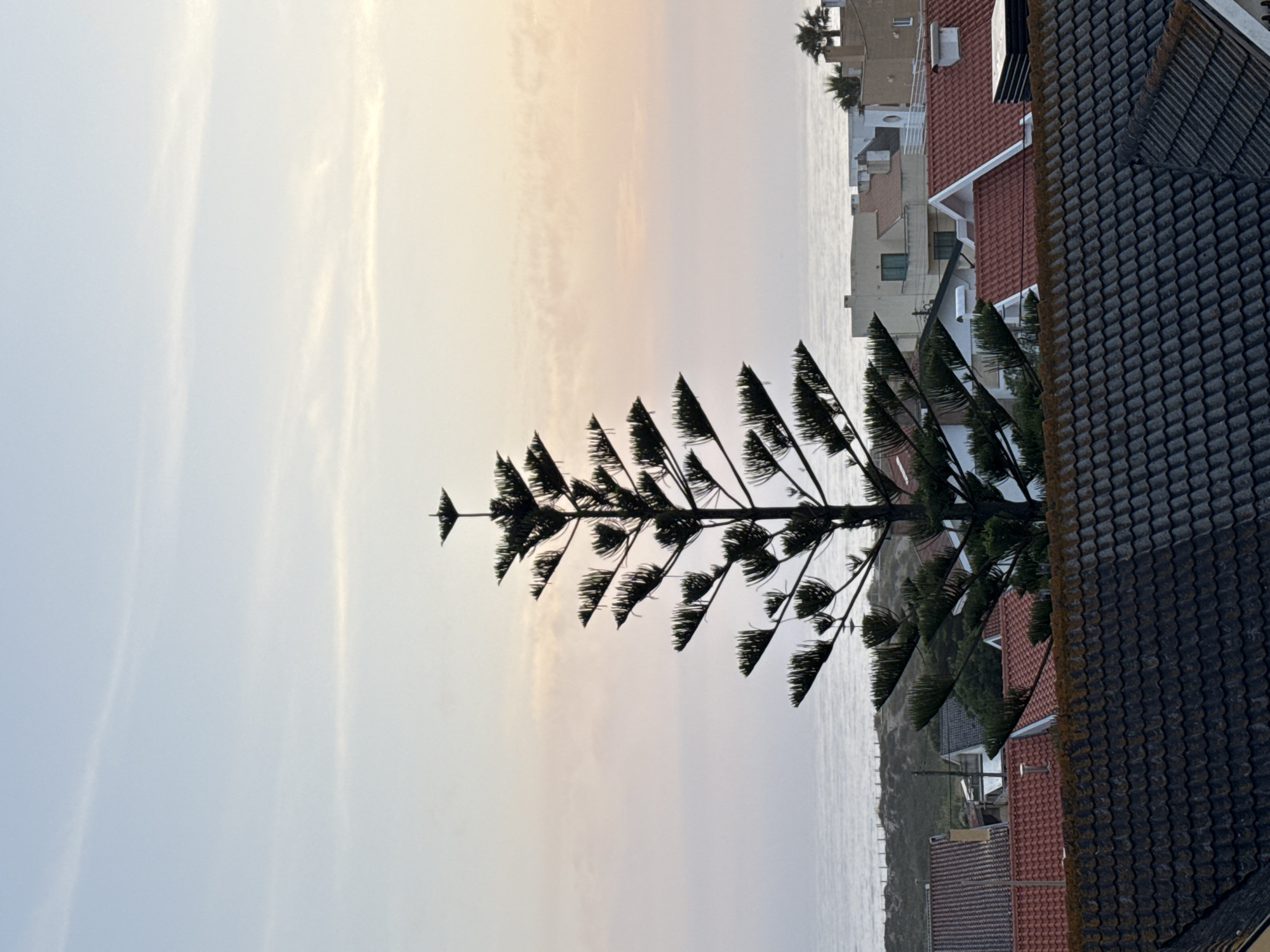 The image depicts a coastal scene in Vila Nova de Gaia, Portugal. A tall, symmetrical pine tree with distinct tiered branches dominates the foreground, partially obscuring a view of the ocean under a pale sky. Adjacent to the tree is a cluster of buildings with red-tiled roofs. A dark tiled roof is prominent in the bottom right corner. In the distance, more buildings are visible along the coastline, and a few palm trees can be identified. The scene appears to be captured during dusk or dawn.