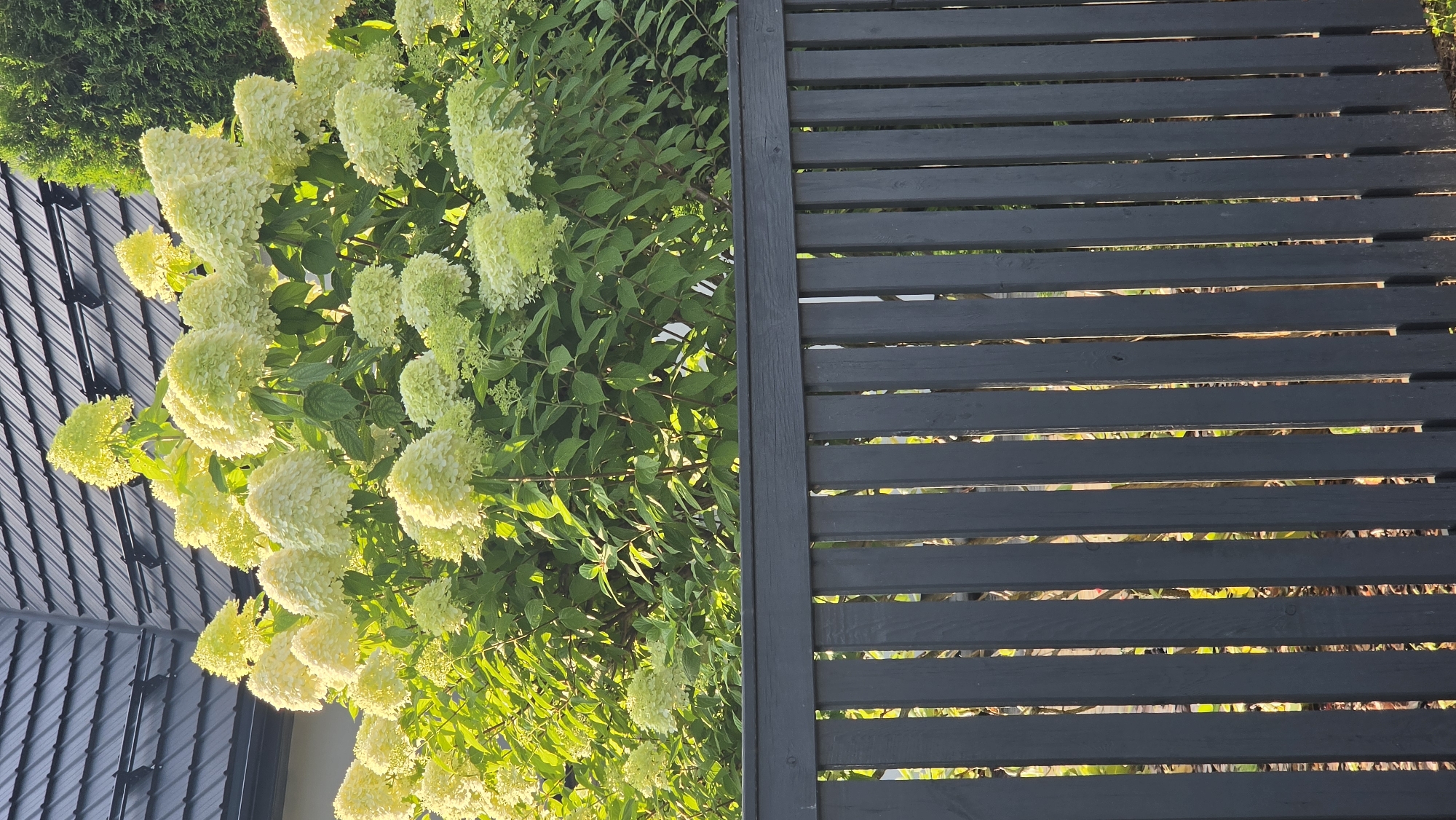 A black wooden picket fence runs horizontally across the foreground of the image. Behind the fence, a dense bush with clusters of pale green hydrangea flowers is visible. The flowers are lit by sunlight, creating a bright, almost ethereal glow. In the upper left corner of the image, a dark gray tiled roof is partially visible, suggesting the presence of a building. To the right of the hydrangeas, a dark green coniferous tree is seen. The environment appears to be a residential area, likely a garden or yard. The scene is set outdoors, under natural daylight. There are no people or animals present in the image. The overall impression is one of a serene, well-maintained outdoor space.