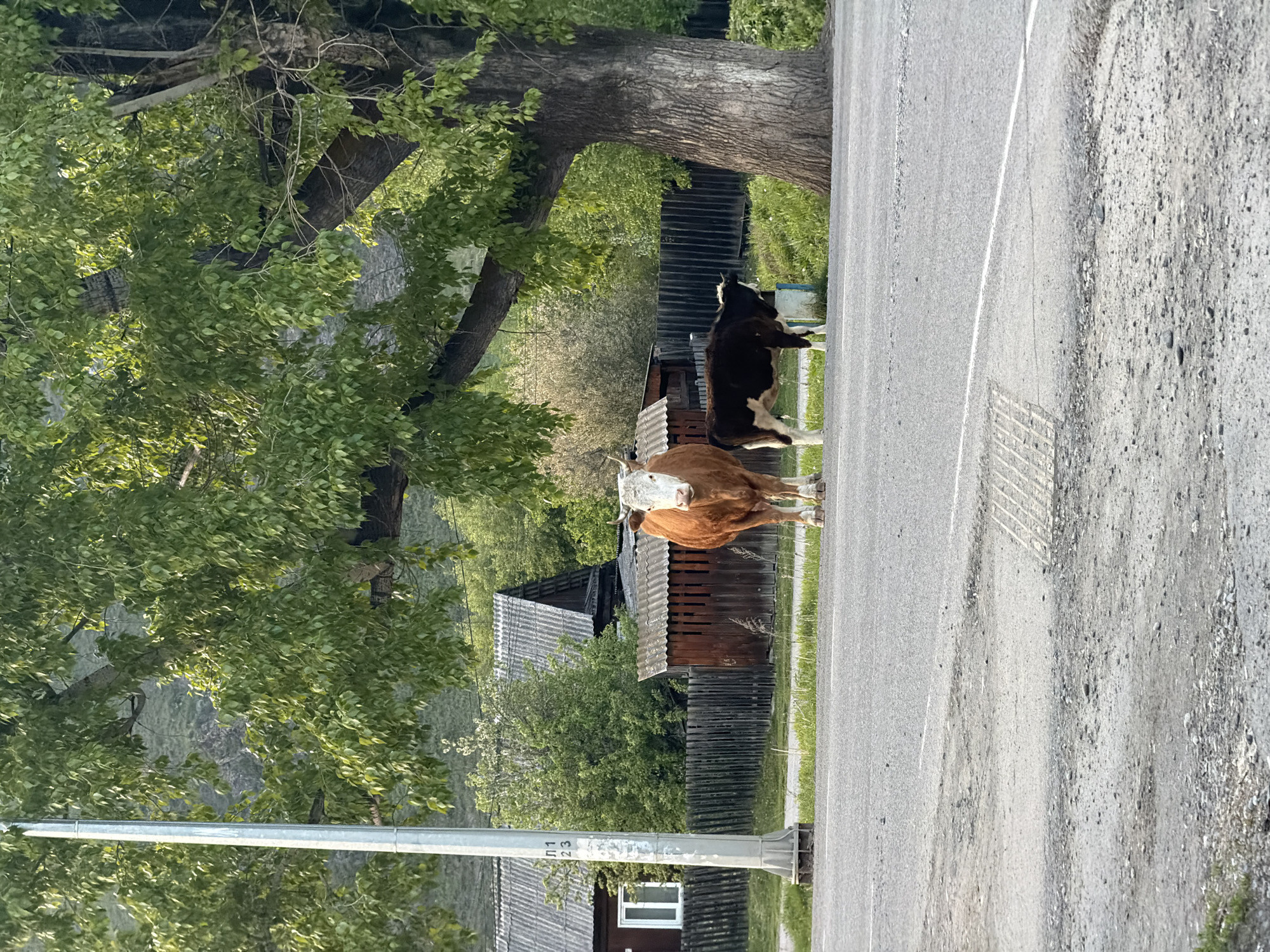 A rural road scene in Manzherok, Russia. Two cows, one brown and white, the other black and white, stand on the asphalt road. Behind them are traditional wooden houses and fences, partially obscured by trees. A utility pole is visible on the left. The road surface transitions from smooth asphalt to gravel on the right.