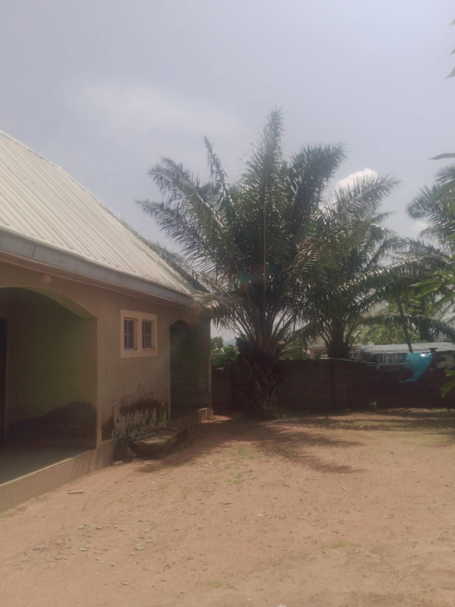 In Jauro Yinu, Nigeria, a modest, light-colored building with a corrugated metal roof is pictured. The building has a covered entrance area with a green interior wall and a small, cream-colored framed window with two panes. Adjacent to the building, a large palm tree stands tall with dense fronds. The ground is covered in a light brown, sandy soil with sparse vegetation. In the background, a low, dark wall is visible, with more palm trees and some structures behind it, including what appears to be a blue tarp. The sky is overcast with a pale gray hue.