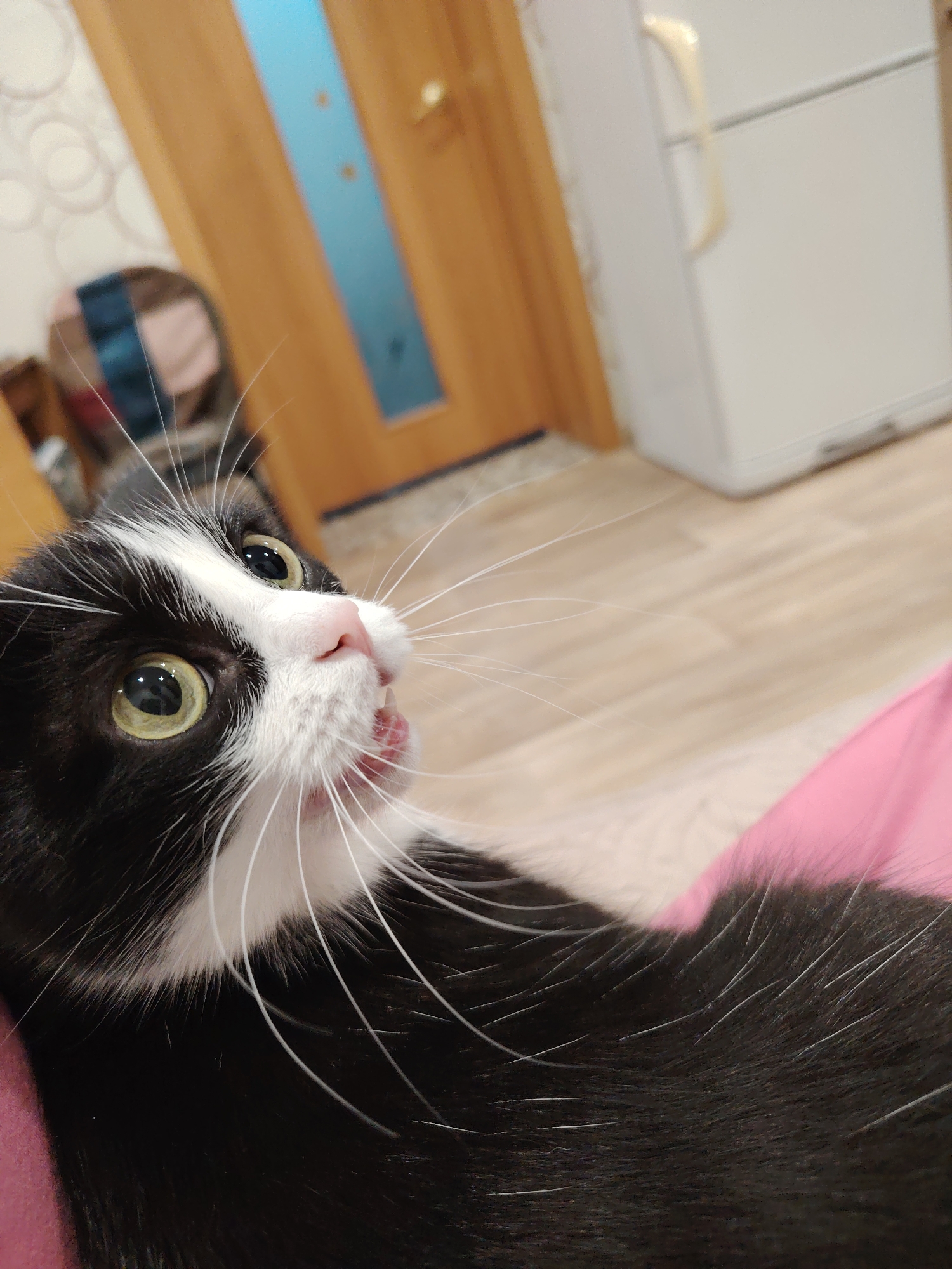 A close-up, angled shot captures a black and white cat with prominent white whiskers, a pink nose, and exposed teeth, suggesting a hiss or meow. The cat is resting on a pink surface, possibly a blanket or clothing. The background is somewhat blurred, revealing a wooden door with a blue strip, a white refrigerator, patterned wallpaper, and light-colored flooring.