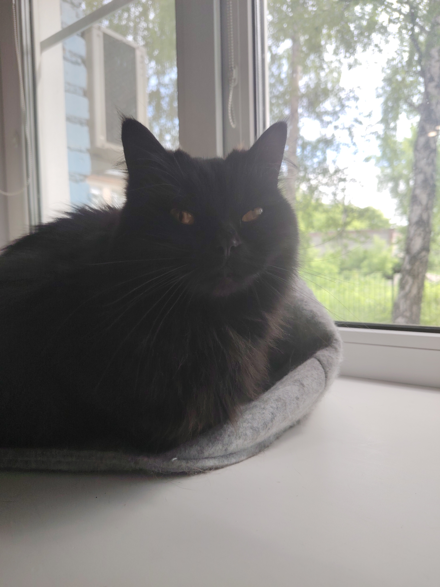 A black cat with yellow eyes is resting in a grey cat bed on a white windowsill. Outside the window, there are trees and a building. The lighting is natural, coming from the window.