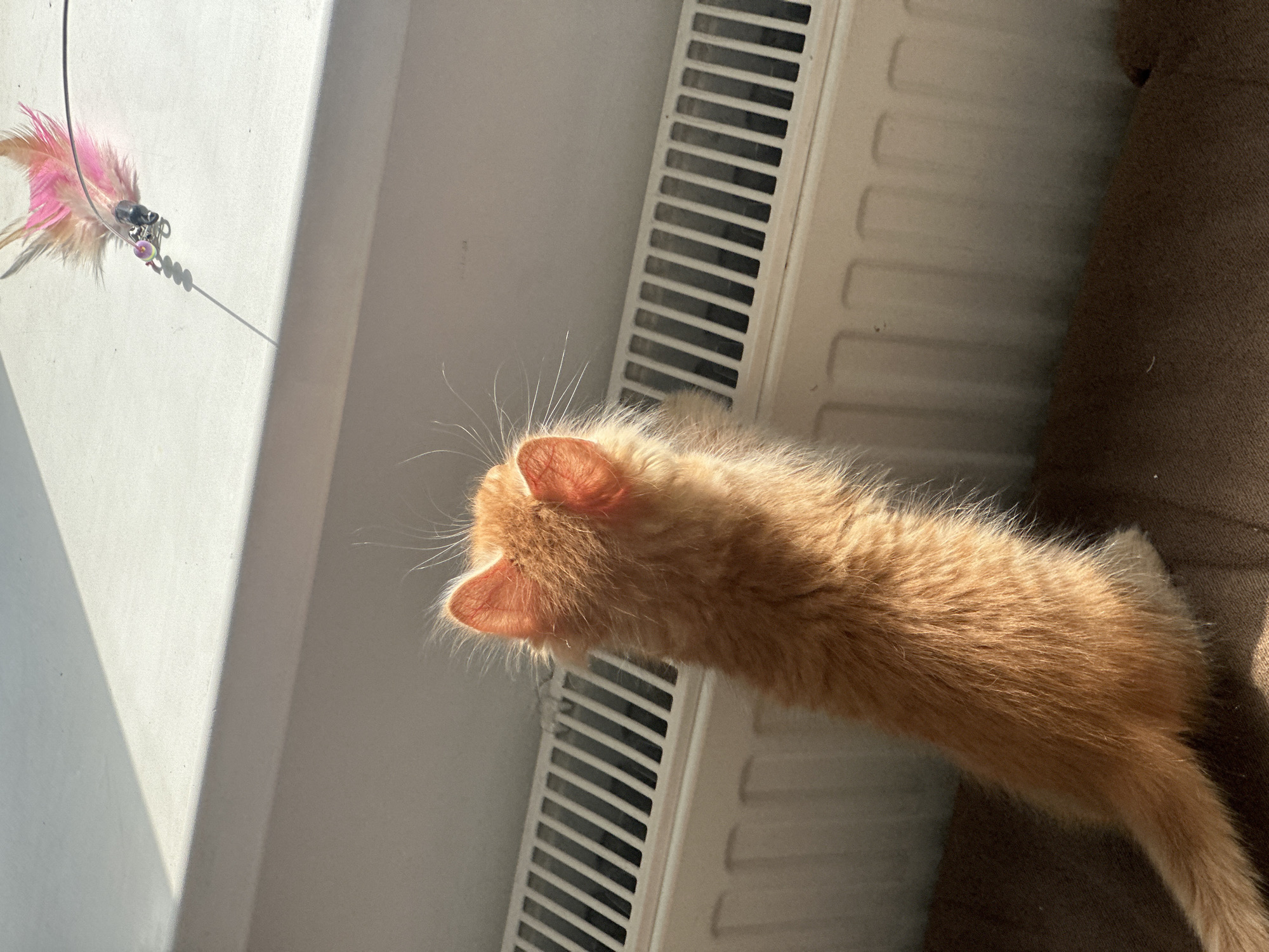 An orange kitten looks toward a feather cat toy on a stick. The kitten stands on a radiator, which is adjacent to a brown cushion or upholstered surface. The scene is lit by sunlight entering from the left. The location is likely indoors. Specific location within Moscow, Russia, is indeterminable from the image.
