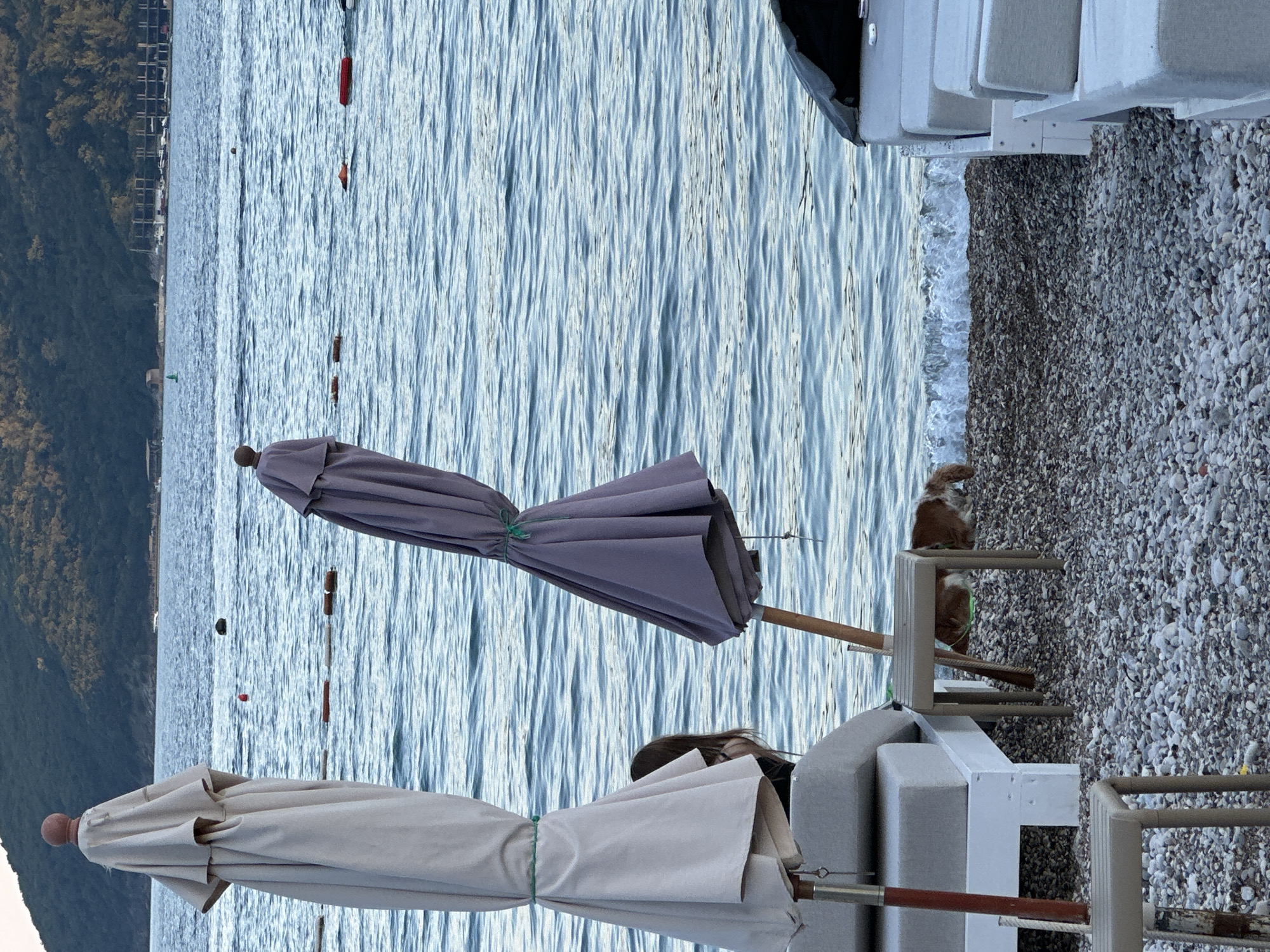 The image depicts a beach scene in Budva, Montenegro, with the Adriatic Sea in the background. In the foreground, two closed beach umbrellas stand side by side. The umbrella on the left is a light beige color, and the one on the right is a muted purple. Between the umbrellas, a small, square table with a grey top and brown legs is visible. A dog with brown and white fur is sniffing around the base of the table. To the left of the table, a white lounge chair is partially visible. Further to the right, another white lounge chair is seen, with its cushions covered by a black tarp. The beach is covered in small pebbles. In the sea, there are several orange buoys with ropes connecting them. In the distance, a tree-covered hill forms the backdrop, with a few buildings and boats visible along the shoreline. The water is rippling, indicating a gentle breeze. A person's head and shoulder, with long dark hair, are visible behind the beige umbrella, suggesting they are seated or reclining on a lounge chair.