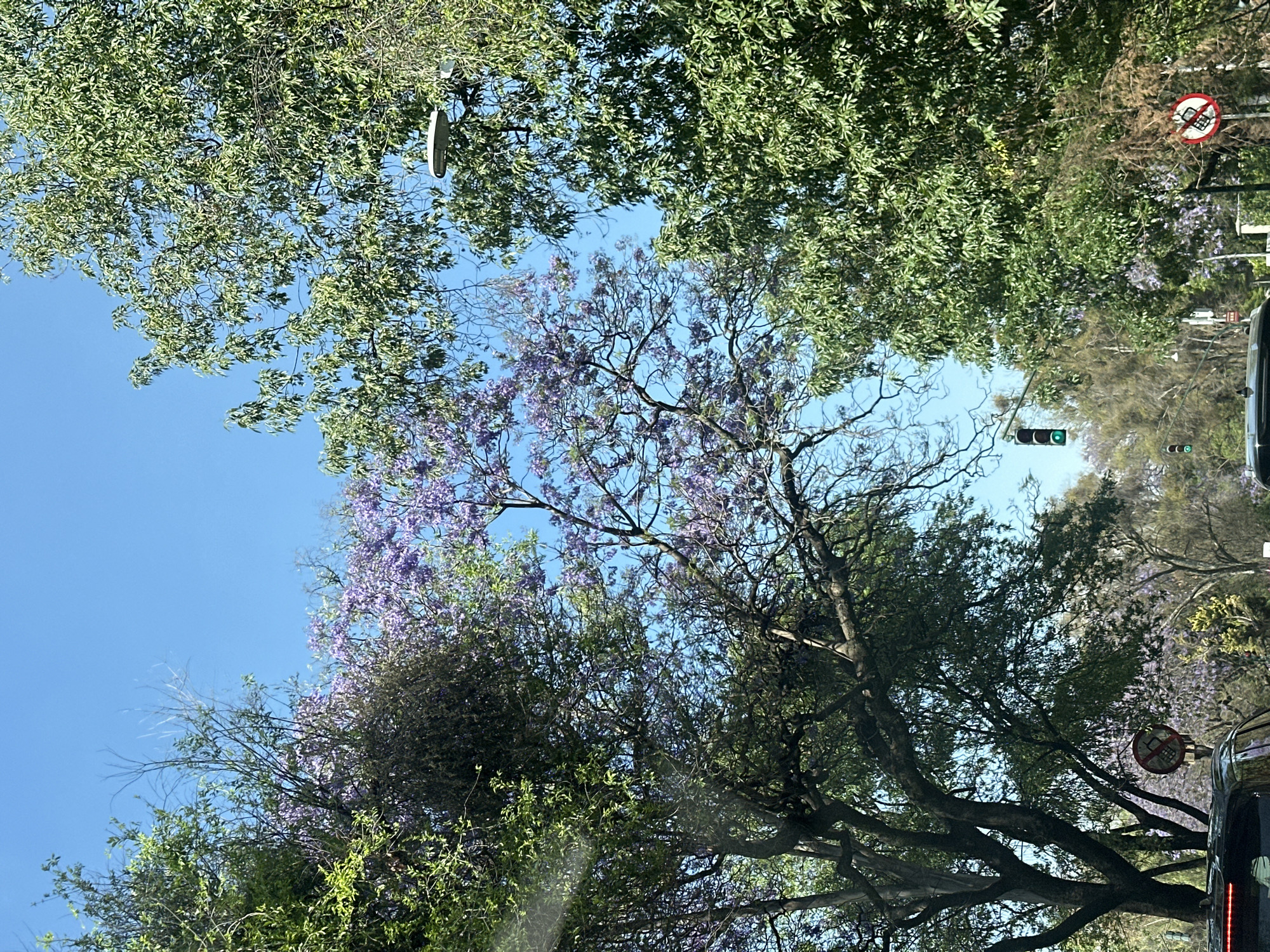 This image depicts an upward-angled view of a street scene in Mexico City, Mexico, under a clear, bright blue sky. The frame is dominated by a dense canopy of trees, including several Jacaranda trees displaying clusters of purple blossoms, interspersed with other trees featuring vibrant green foliage and some bare branches.
In the upper right quadrant, a white, oval-shaped street light fixture is visible. Towards the lower center-left, a vertical traffic light stack shows a green signal illuminated. Further down the street, a smaller, partially visible traffic light also displays a green signal. On the lower right, a circular regulatory sign with a red border and a white background depicts a black mobile phone crossed out in red, indicating "no cell phone use." The top rear section of a dark-colored vehicle, showing a red brake light, is visible in the lower left foreground, suggesting the vantage point is from within a vehicle. The tops of other vehicles are faintly discernible in the lower center, indicating active street traffic. The overall environment suggests an urban thoroughfare characterized by a significant tree-lined landscape.