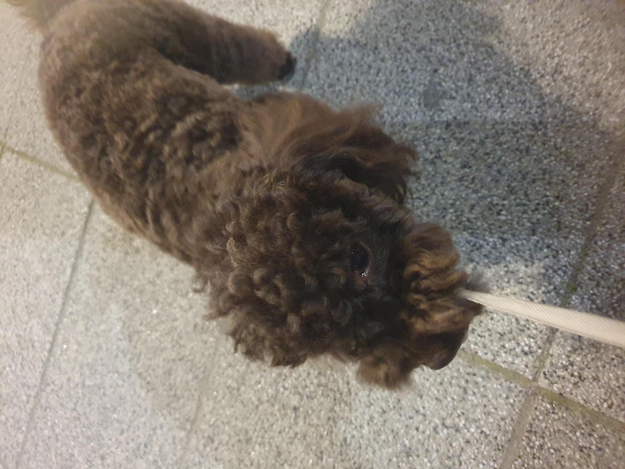 A brown poodle stands on a tiled surface in Plovdiv, Bulgaria. The dog faces the lower right of the image and holds a light-colored leash in its mouth. The tiled surface appears to be part of a sidewalk or outdoor pedestrian area. The lighting suggests either dusk or artificial illumination.